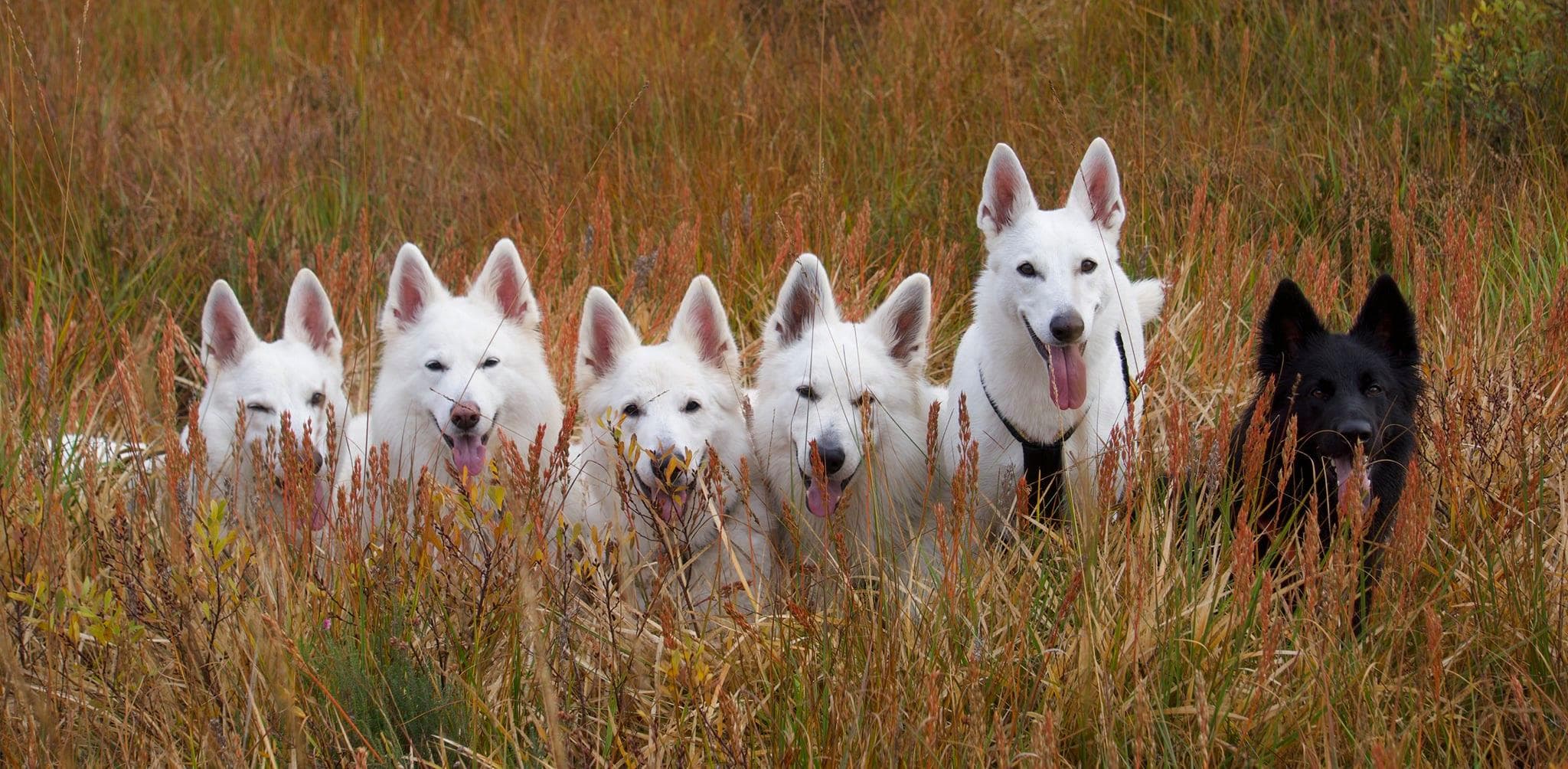 Albus Lupus – Hvit gjeterhund kennelbilde