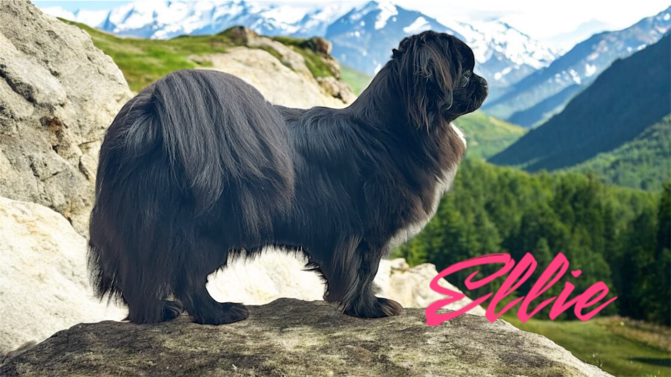 Potepaletten – Tibetansk spaniel kennelbilde