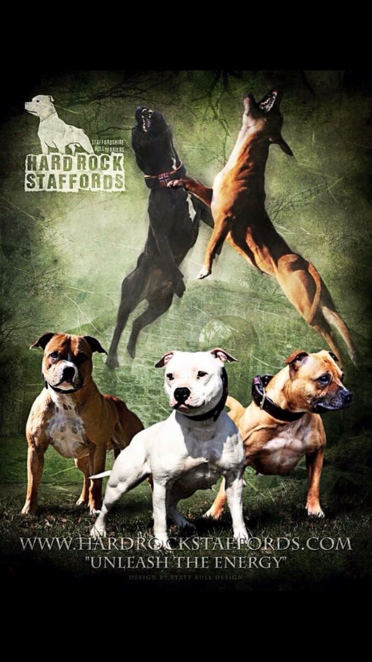 Hard Rock Staffords – Staffordshire bull terrier kennelbilde