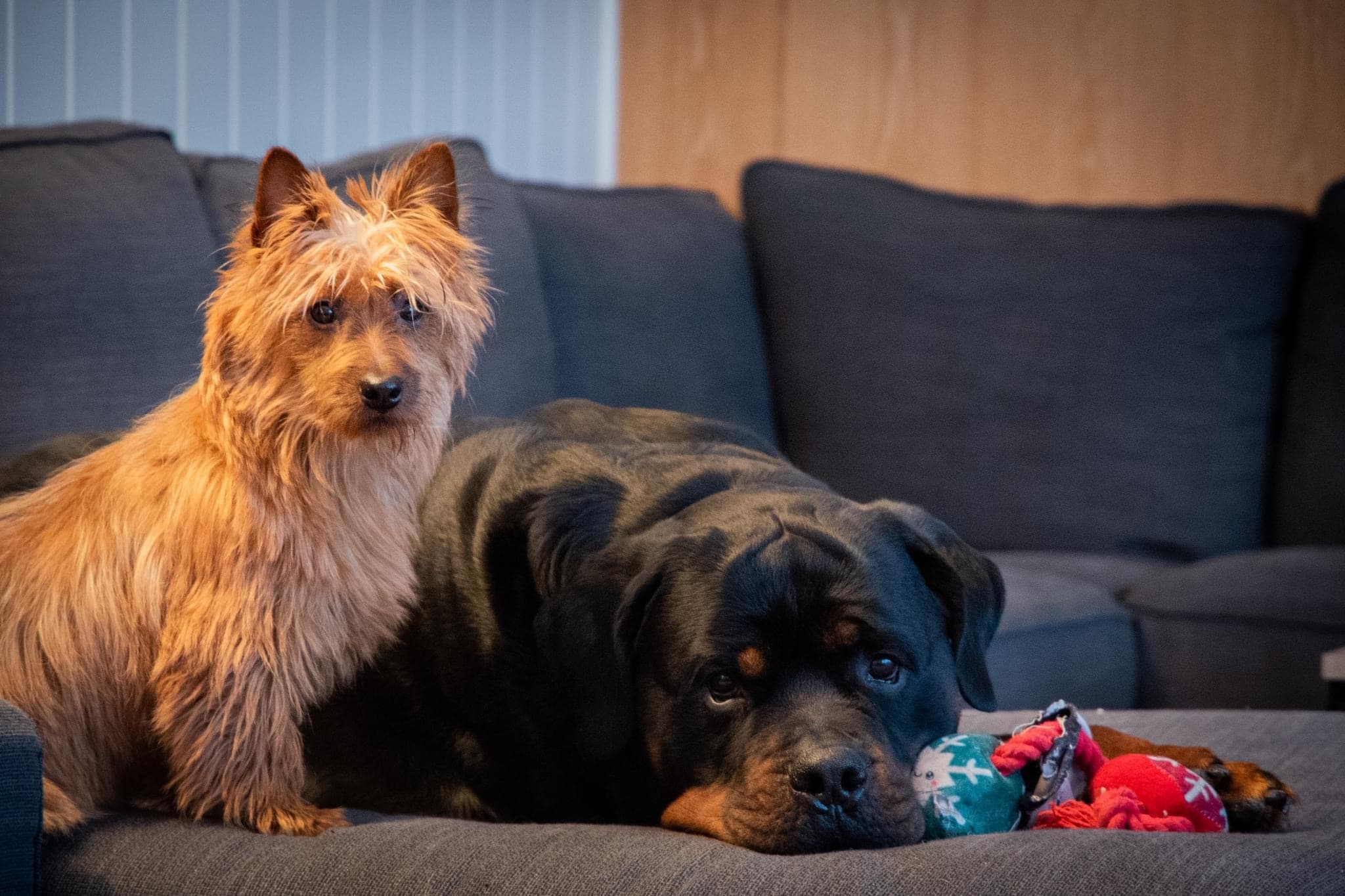 Hetolix – Australsk terrier kennelbilde