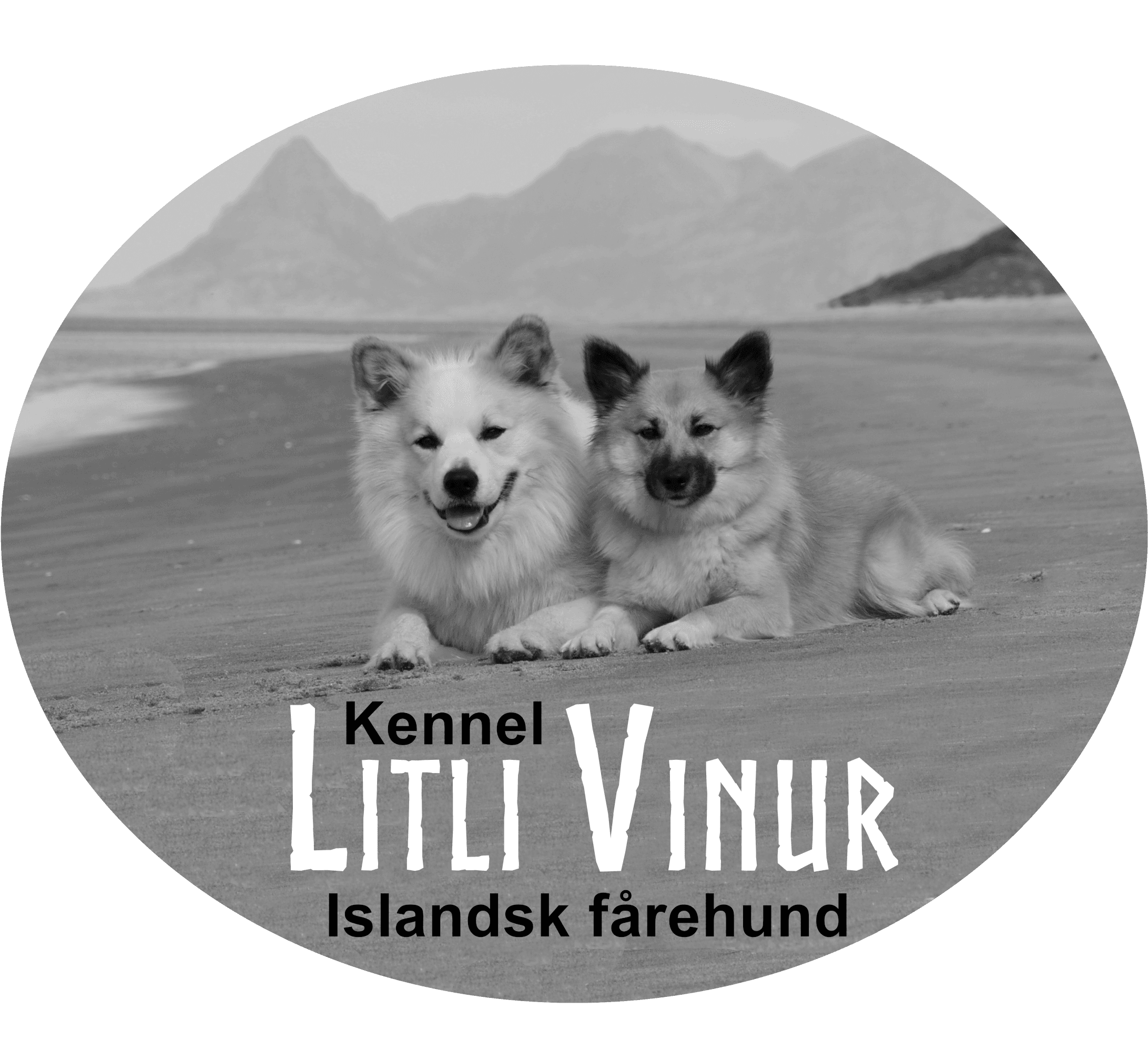 Litli Vinur – Islandsk fårehund kennelbilde