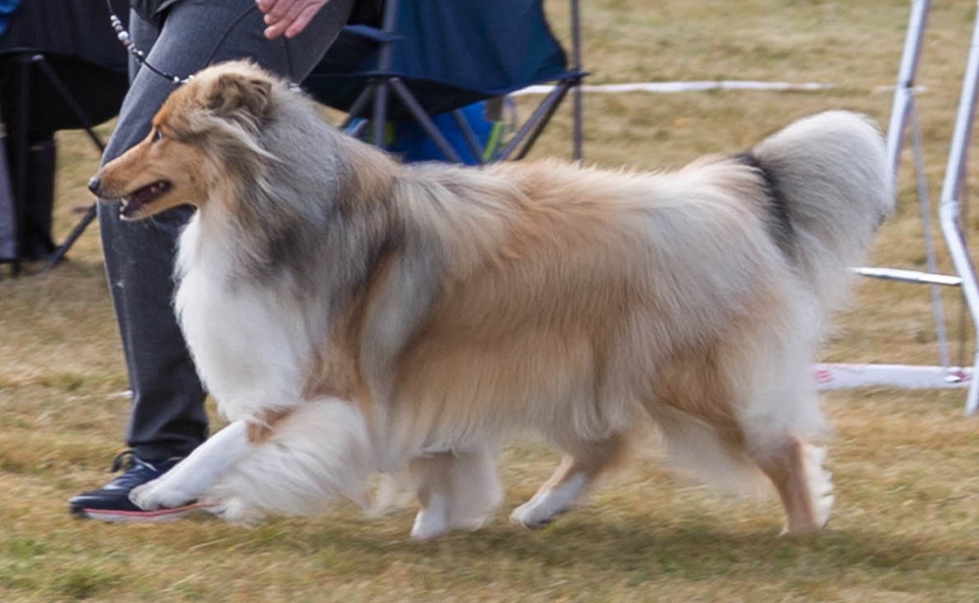 Kidevias – Collie langhåret kennelbilde