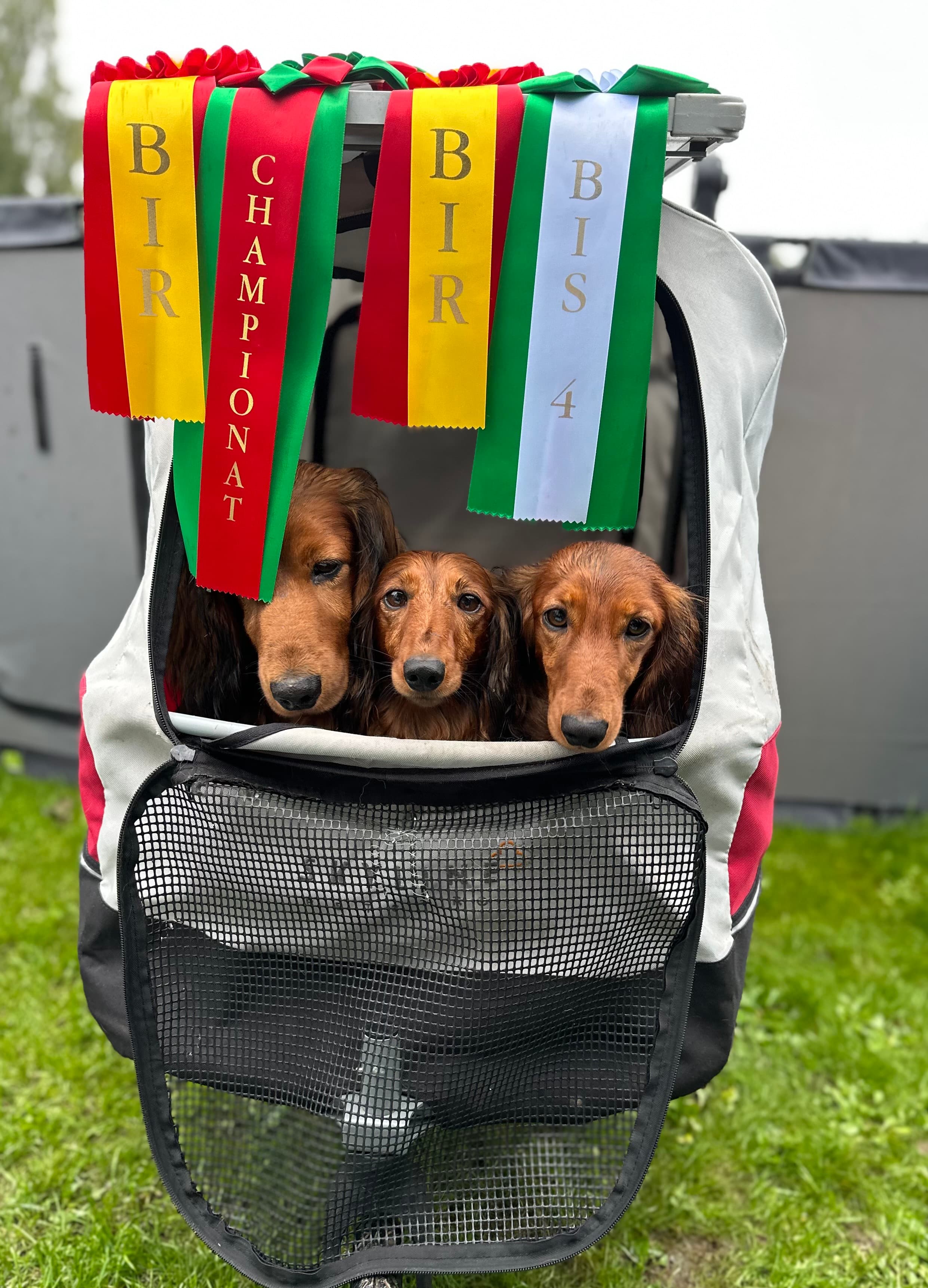 Chirabida – Dachshund langhåret kennelbilde