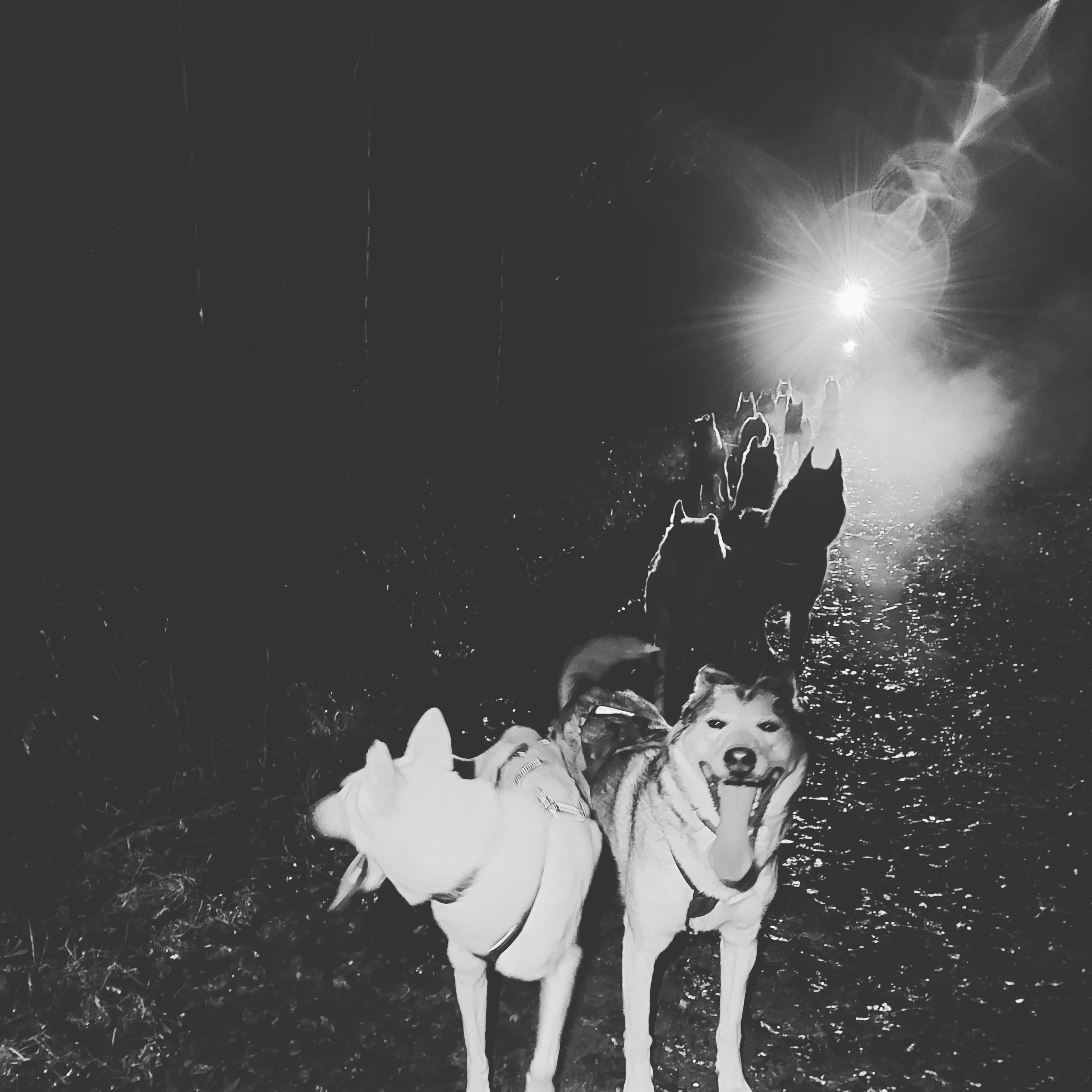 Huskyville