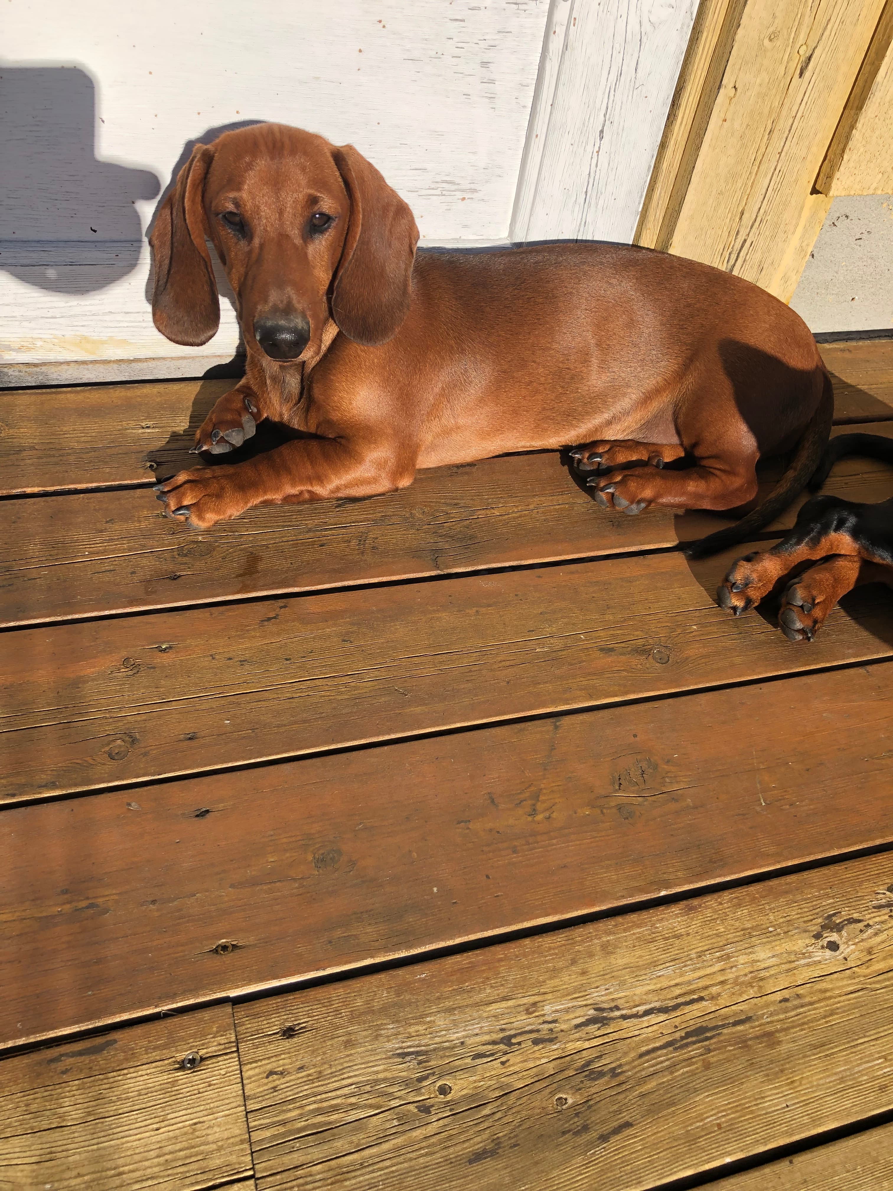 Kennel Dachslysets – Dachshund korthåret kennelbilde