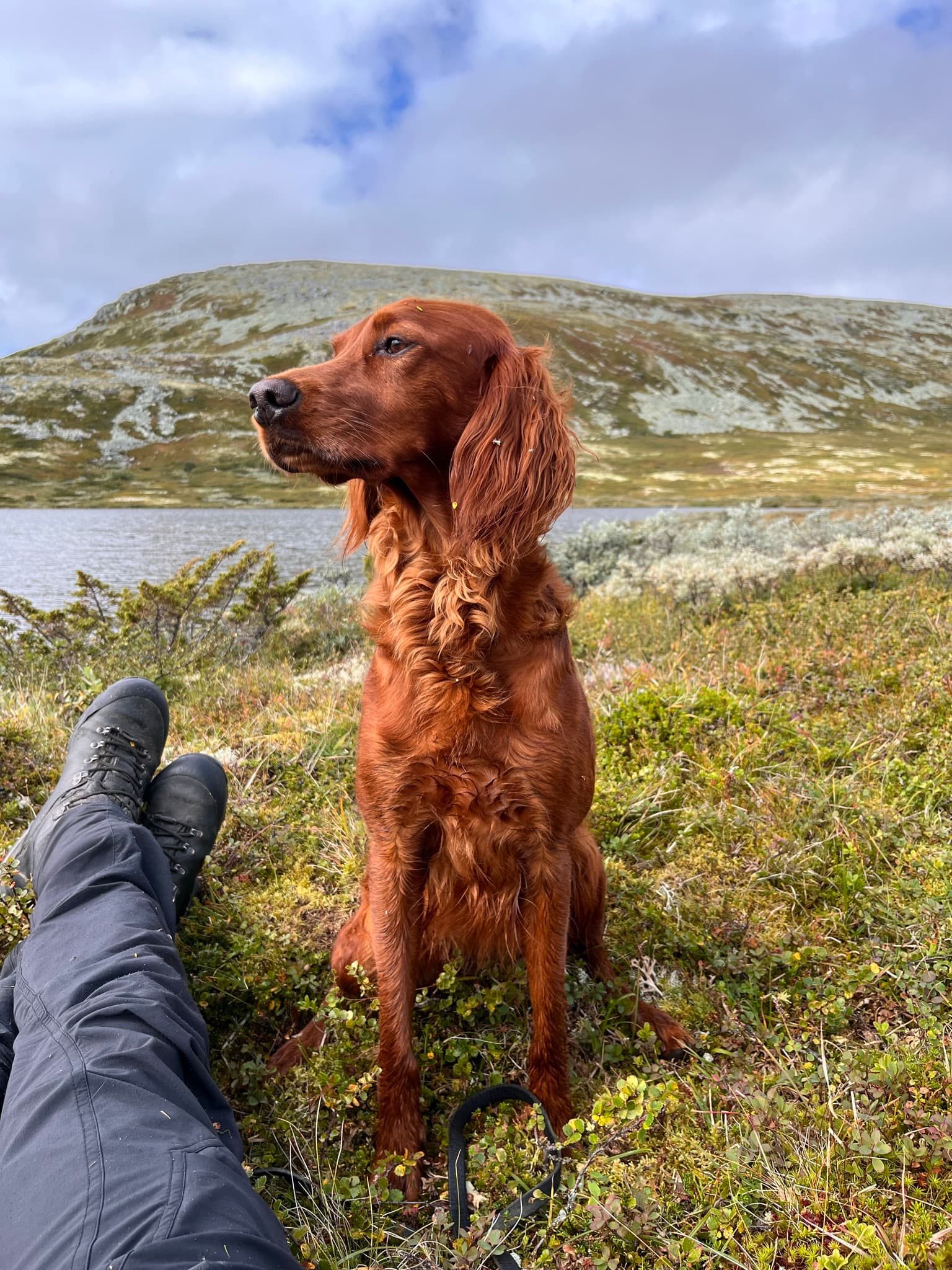 Vikerfjellet's – Irsk setter kennelbilde