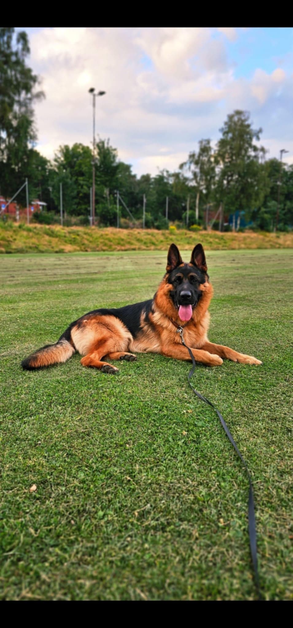 Bukkesti – Schäferhund normalhår kennelbild