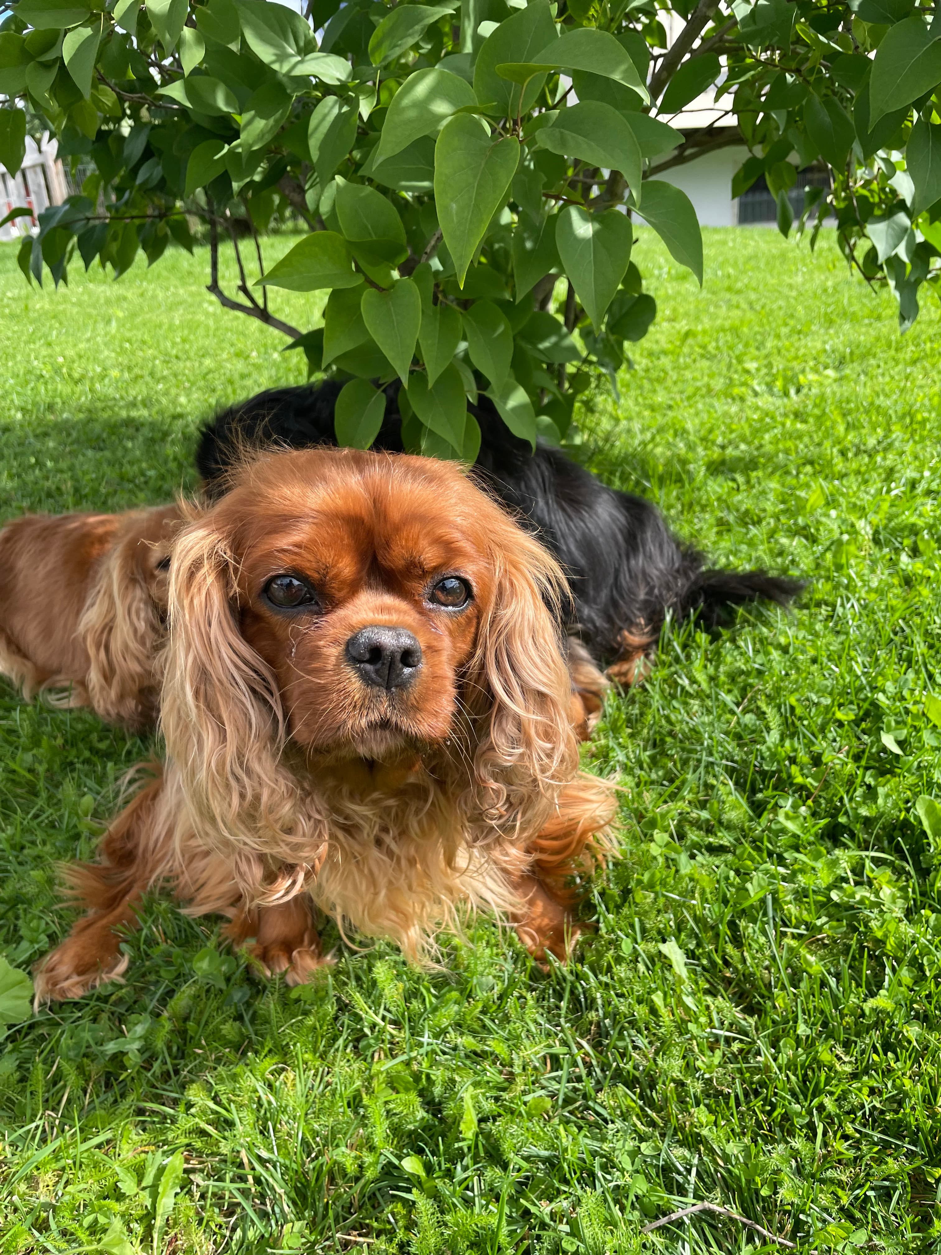 Shagana – Cavalier king charles spaniel kennelbilde