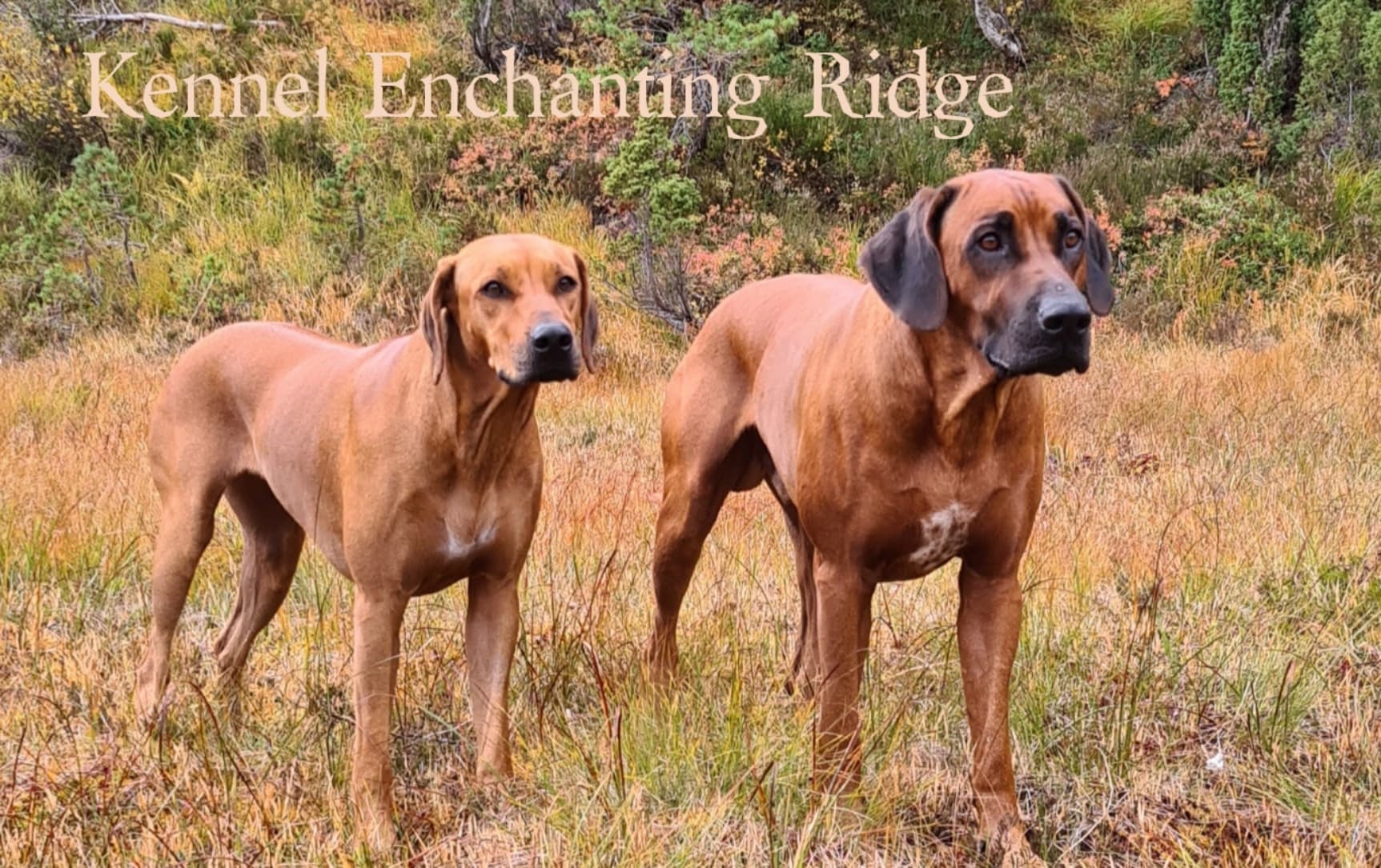 Kennel Enchanting Ridge – Rhodesian ridgeback kennelbilde