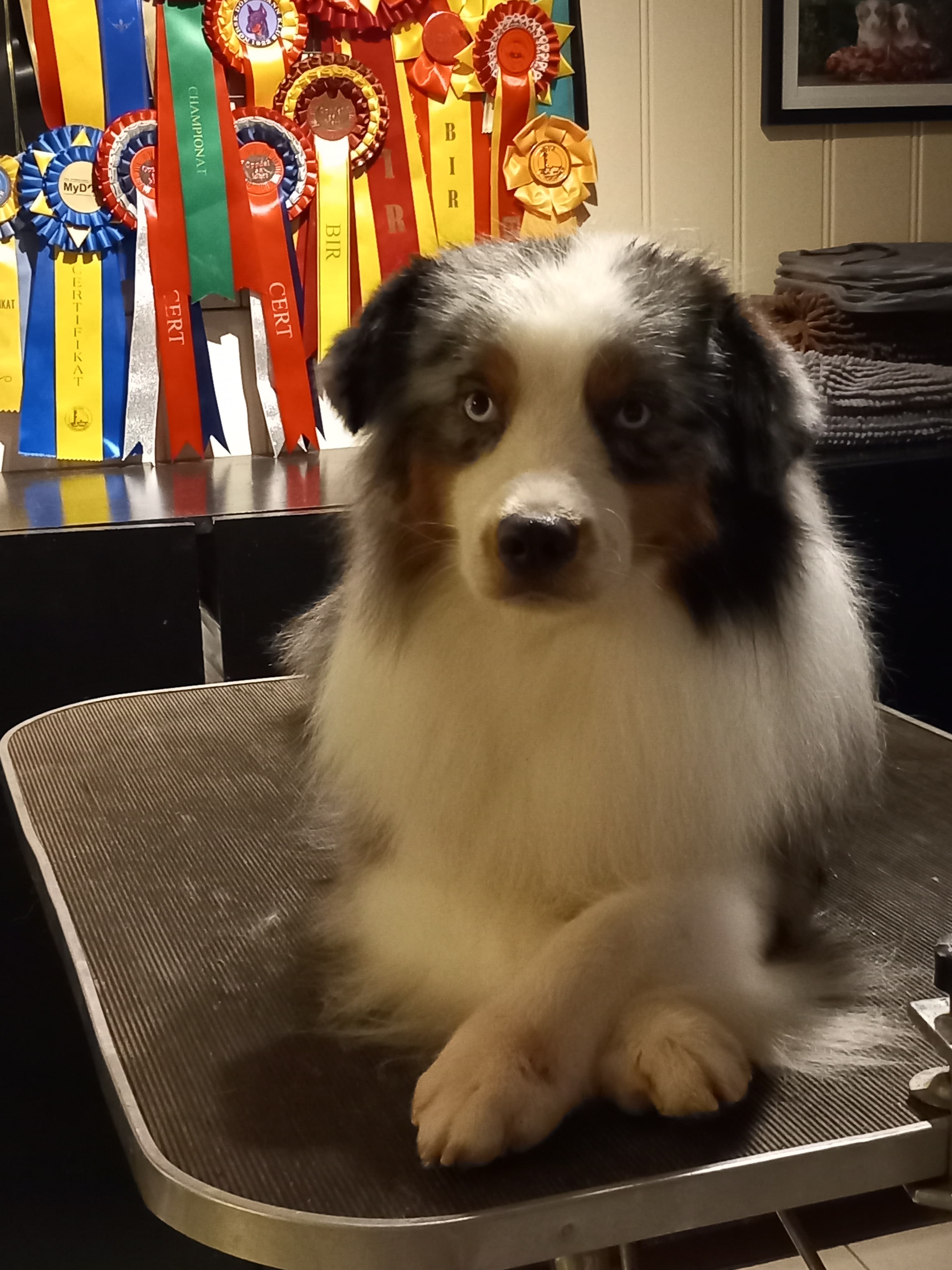 Bluestimes Two – Miniature american shepherd kennelbilde
