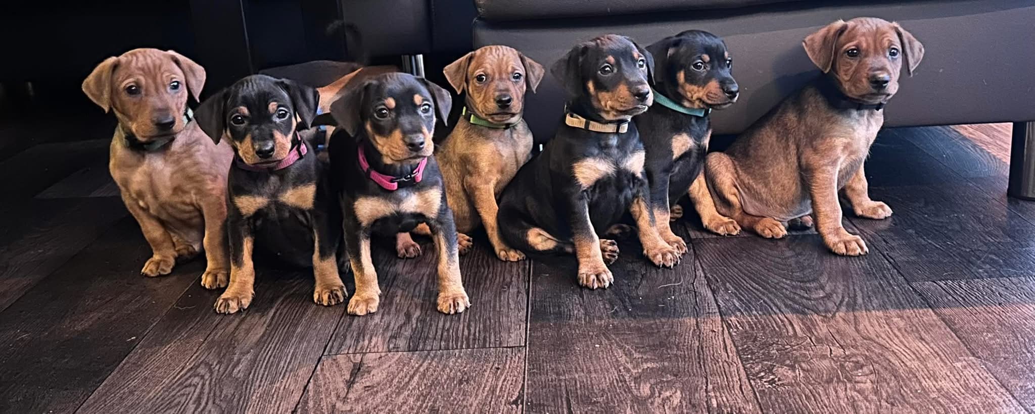 Zhivarii – Pinscher kennelbilde