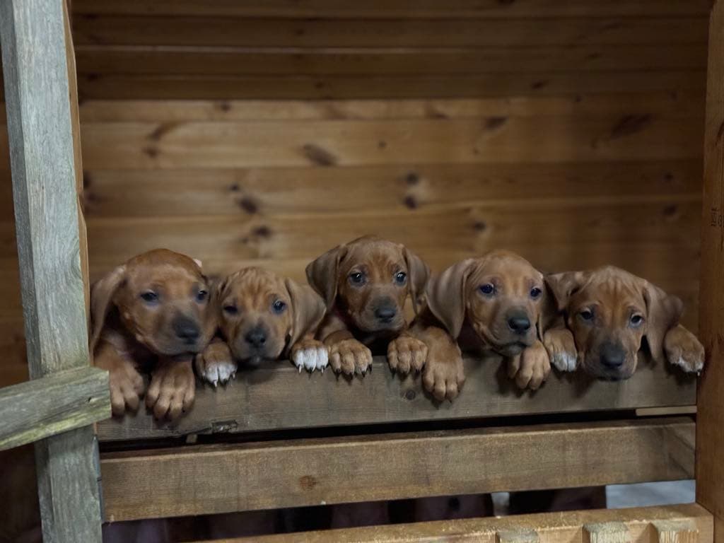 Kennel Mufasa