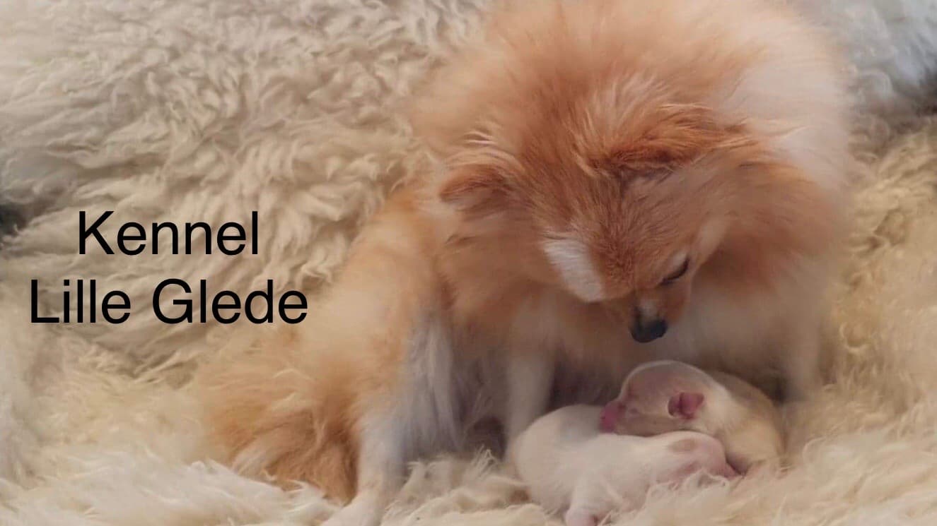 Lille Glede – Pomeranian kennelbilde