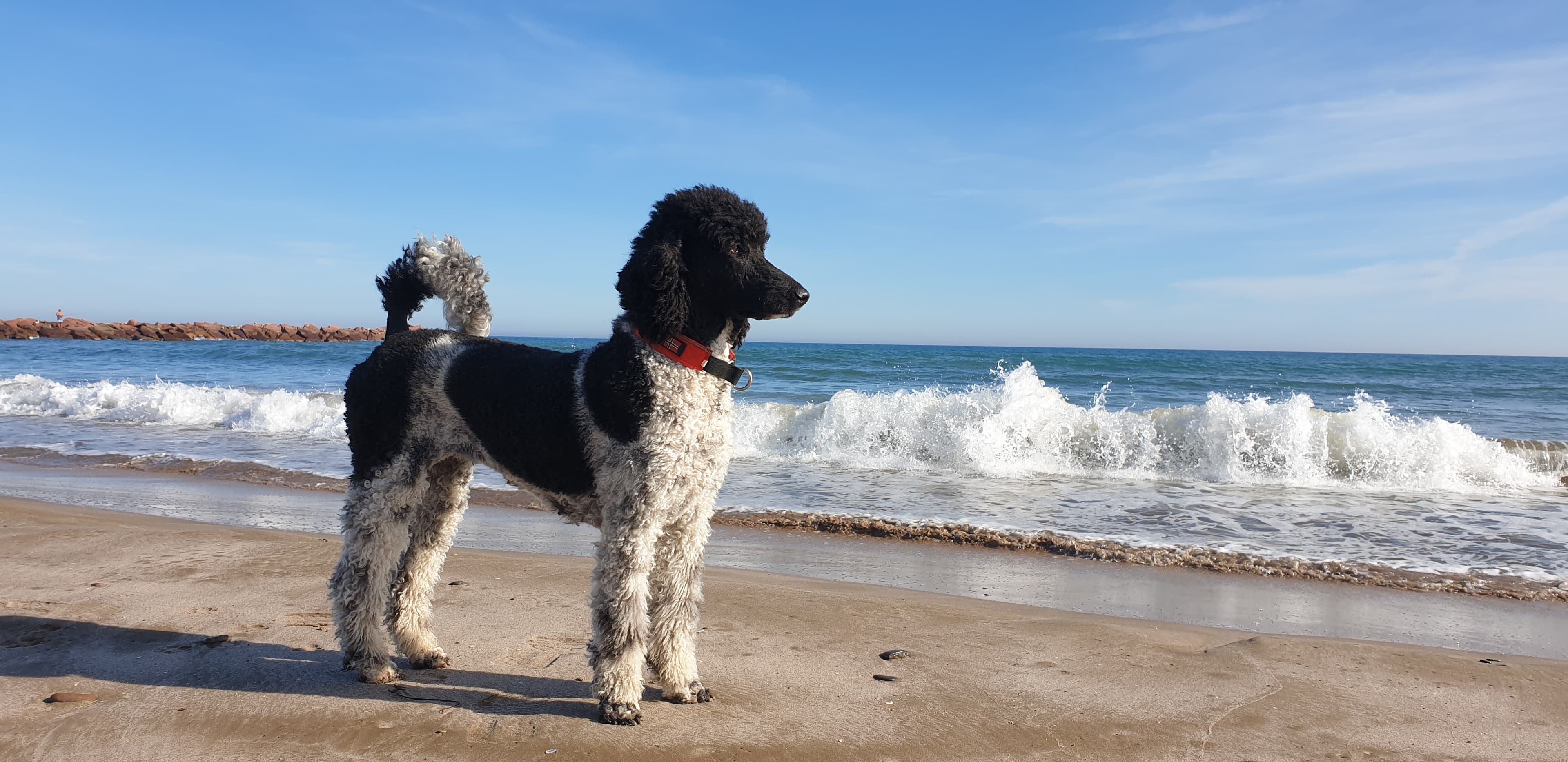 Pride 'N' Joy – Stor puddel kennelbilde