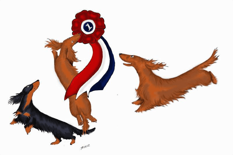 Kennel Limore – Dvergdachshund langhåret kennelbilde