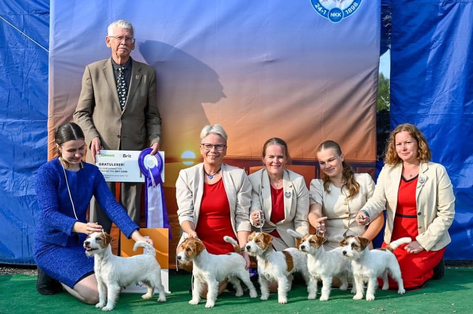 Kennel Kawamo – Jack russell terrier kennelbilde