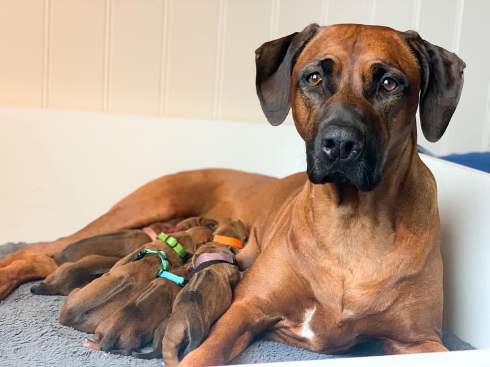 Ridgedogs Kennel – Rhodesian ridgeback kennelbilde