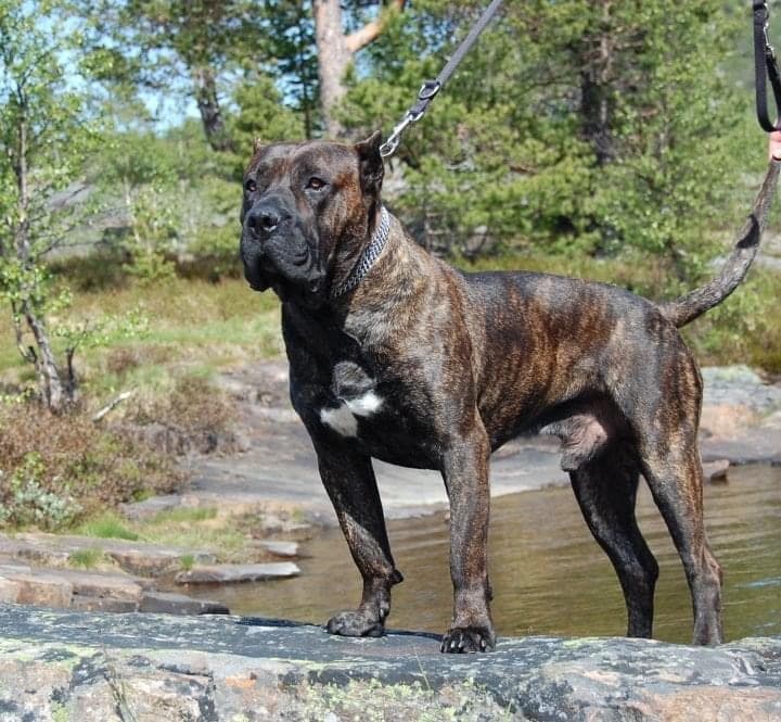 Royal Mastiff – Presa canario kennelbilde