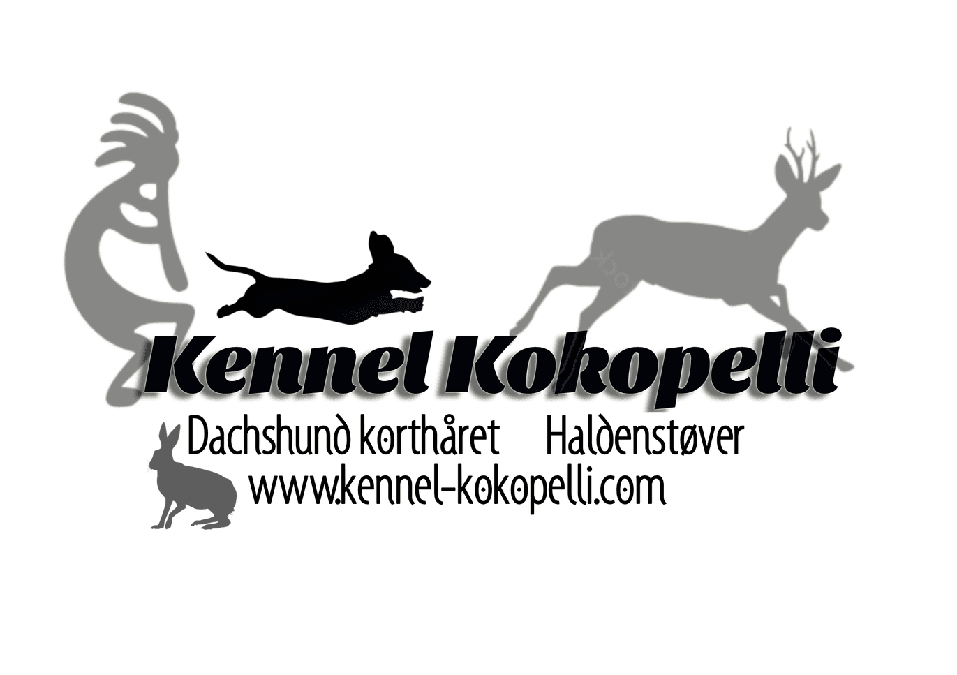 Kokopelli – Haldenstøver kennelbilde