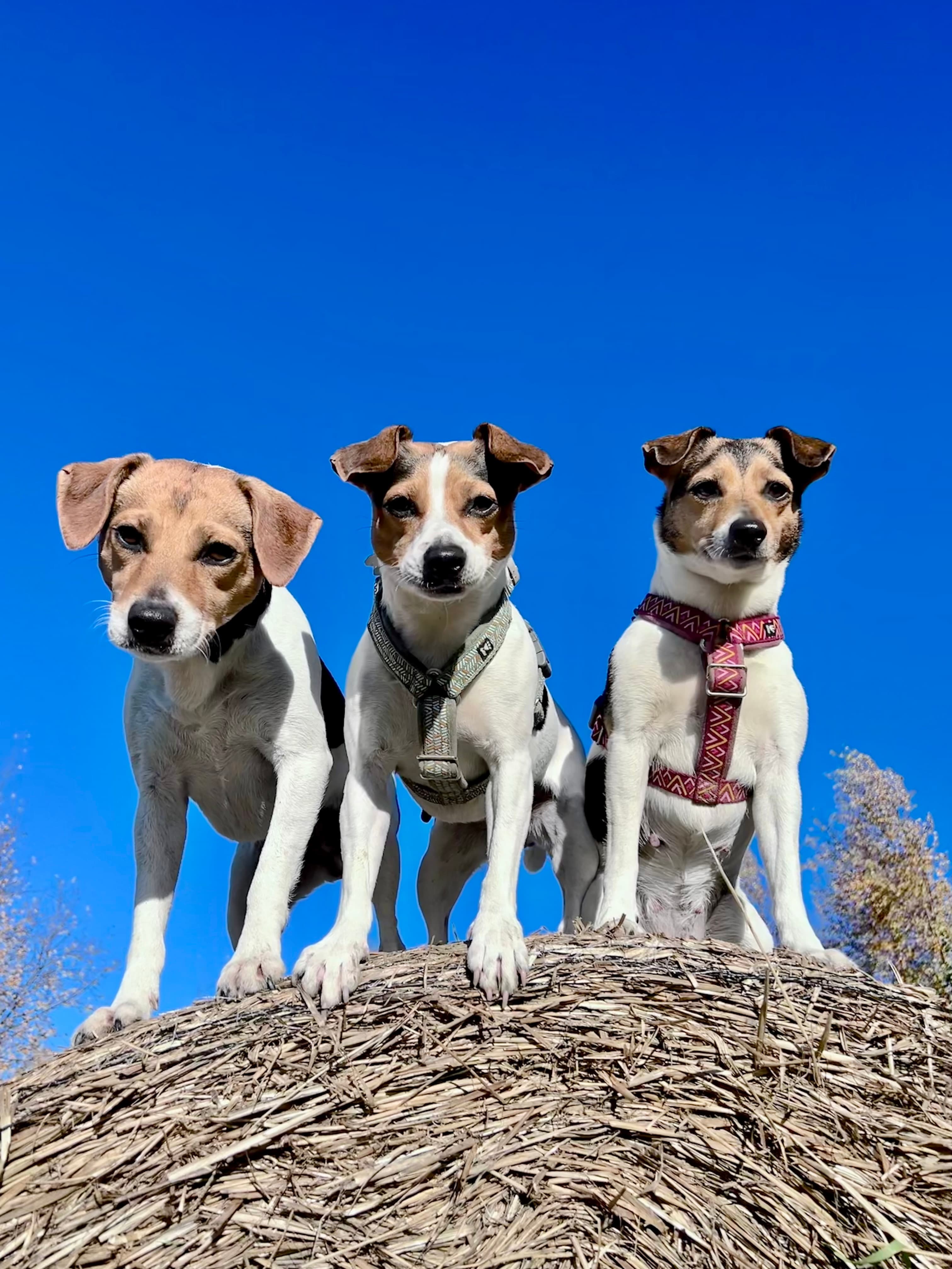 Kennel Snilløre – Dansk-svensk gårdshund kennelbilde