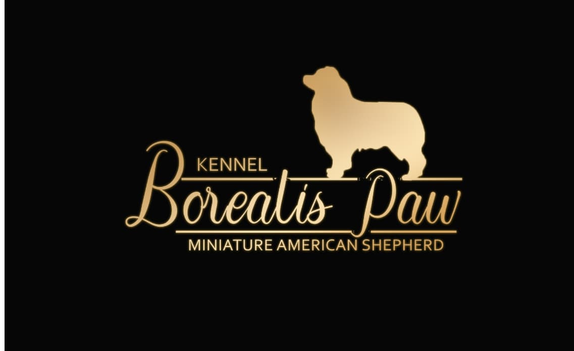 Borealis Paw – Miniature american shepherd kennelbilde