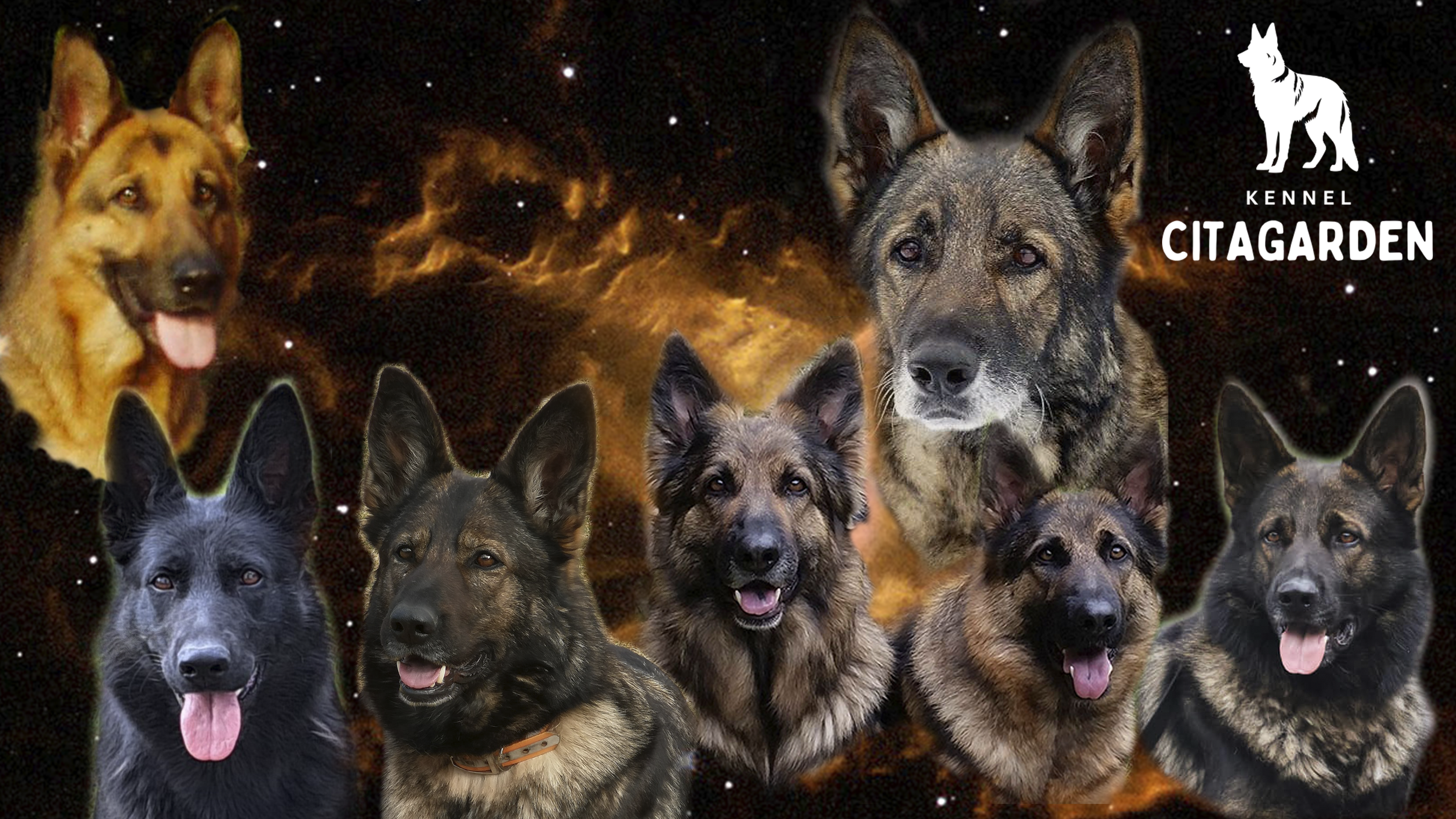 Citagarden – Schäferhund normalhår kennelbilde