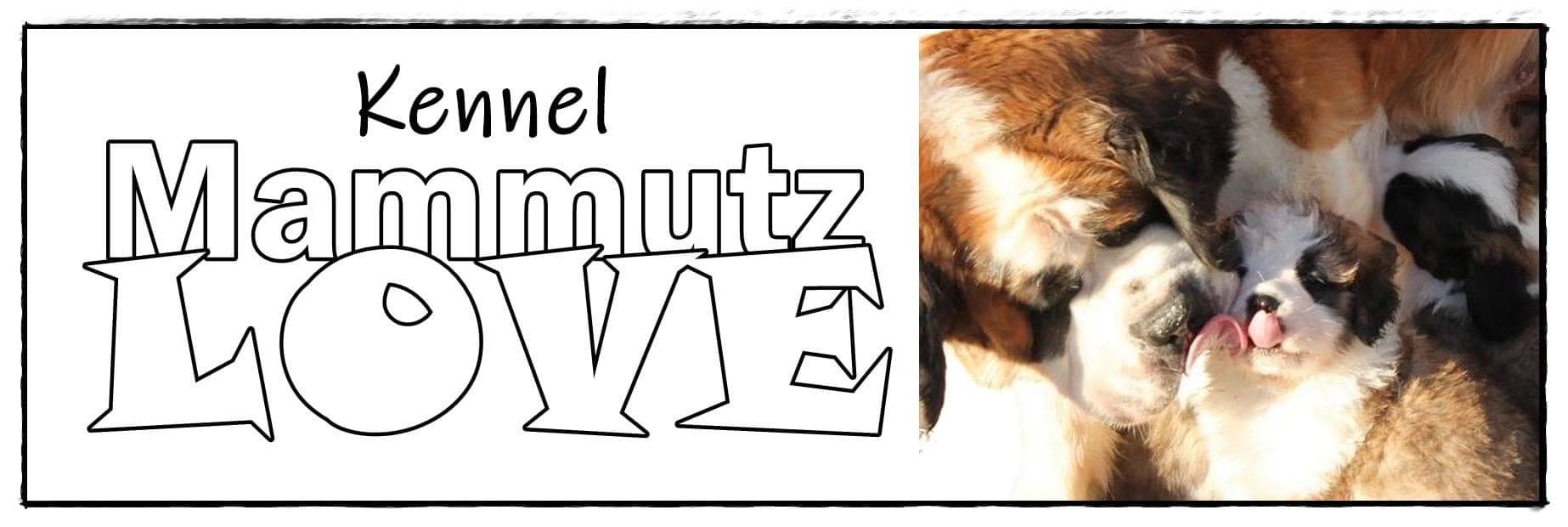 Mammutz Love – Sankt bernhardshund korthåret kennelbilde