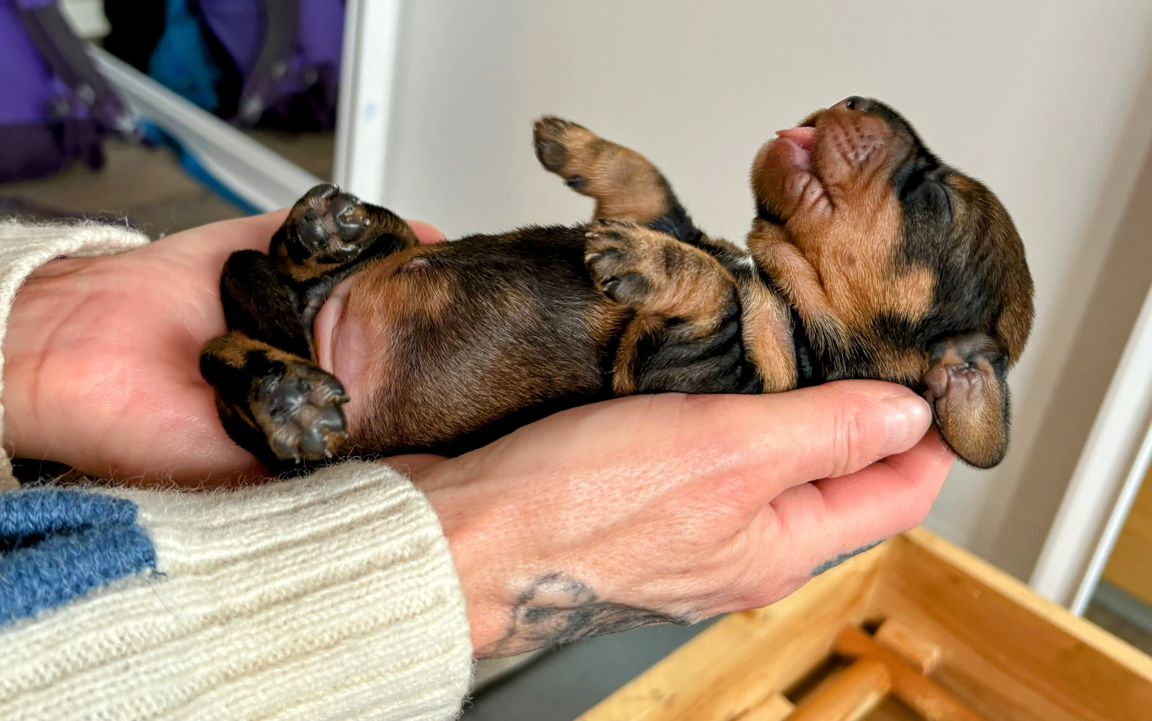 Kennel Lavlangen – Dachshund strihåret kennelbilde