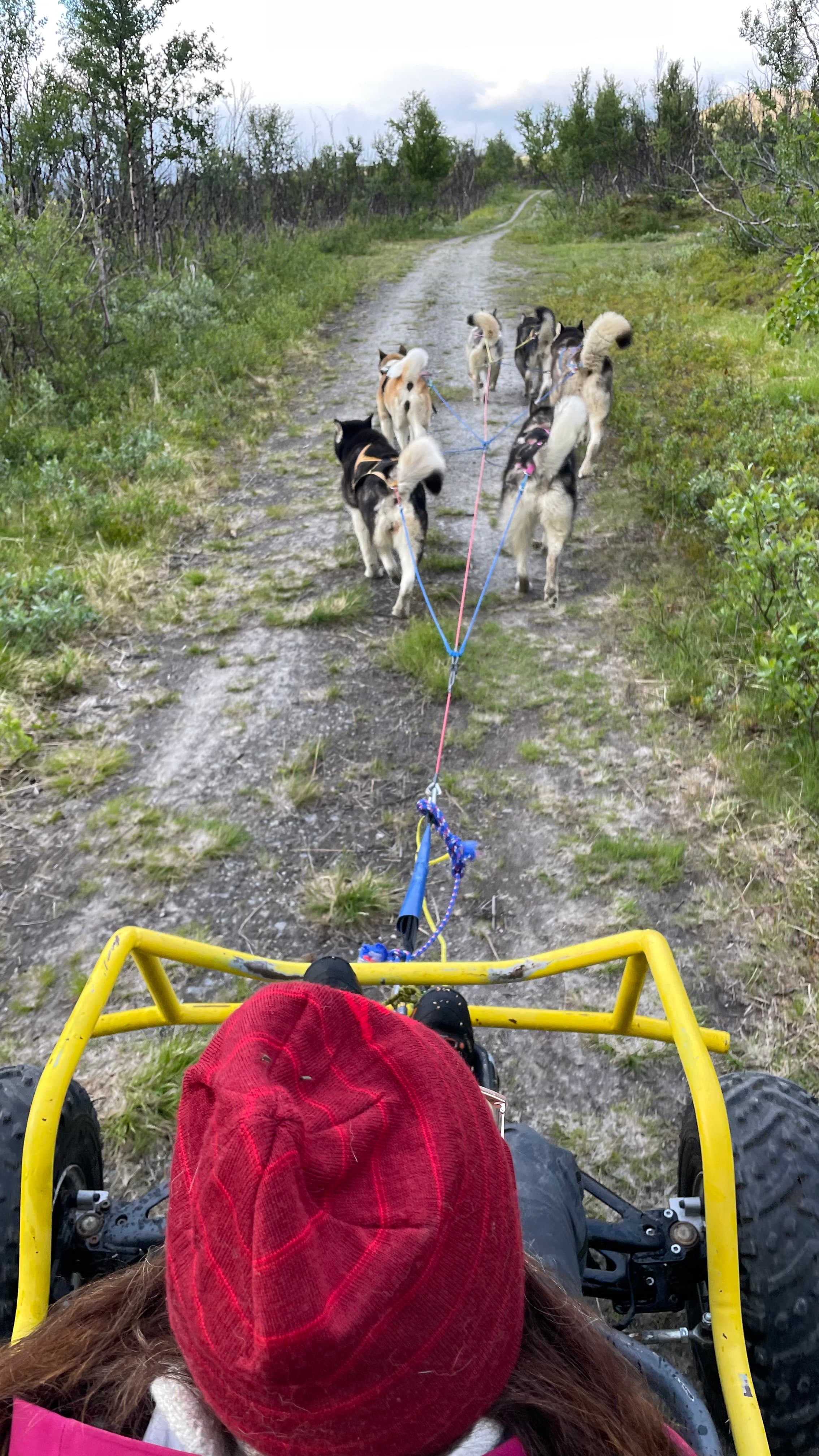 Polarlys Mutte – Alaskan malamute kennelbilde