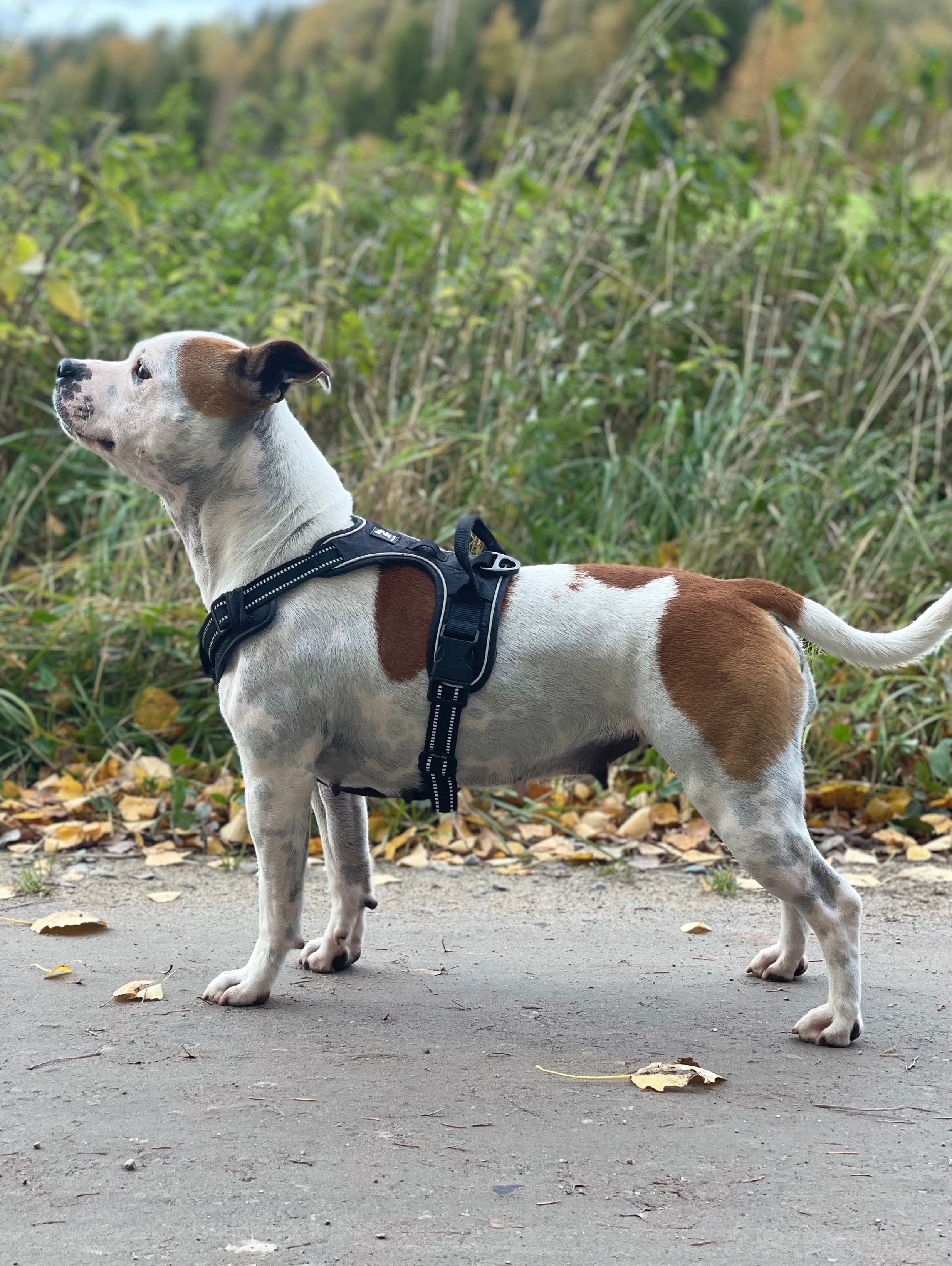 Dynamite Staff’s – Staffordshire bull terrier kennelbilde