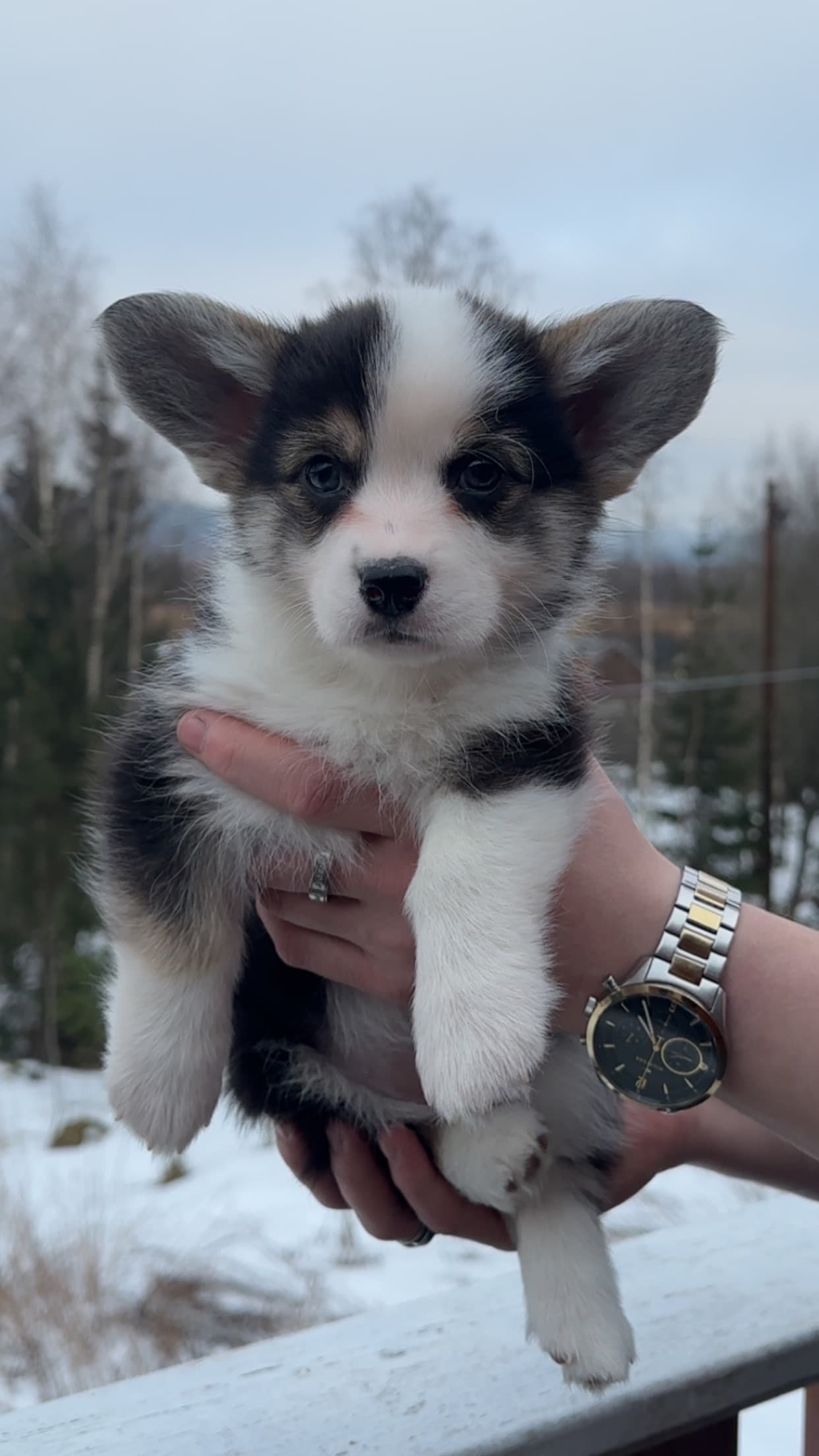 Royal Marialie – Welsh corgi pembroke kennelbild