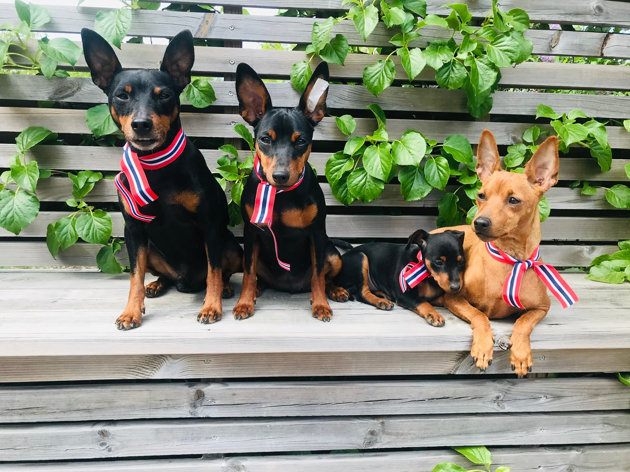 Kennel Acrobatix – Dvergpinscher kennelbilde