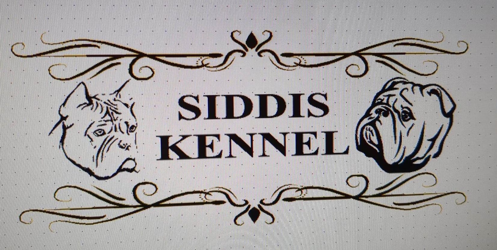 Siddis – Engelsk bulldog kennelbilde