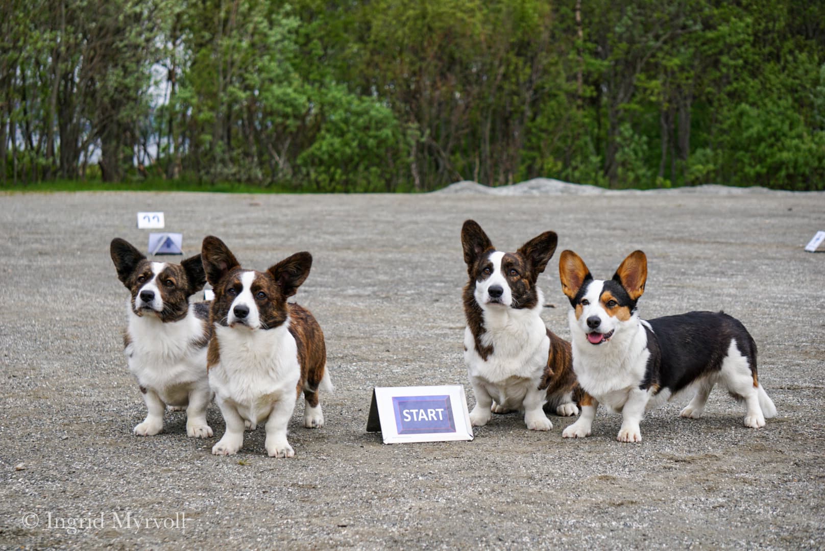 Jolizi – Welsh corgi cardigan kennelbilde