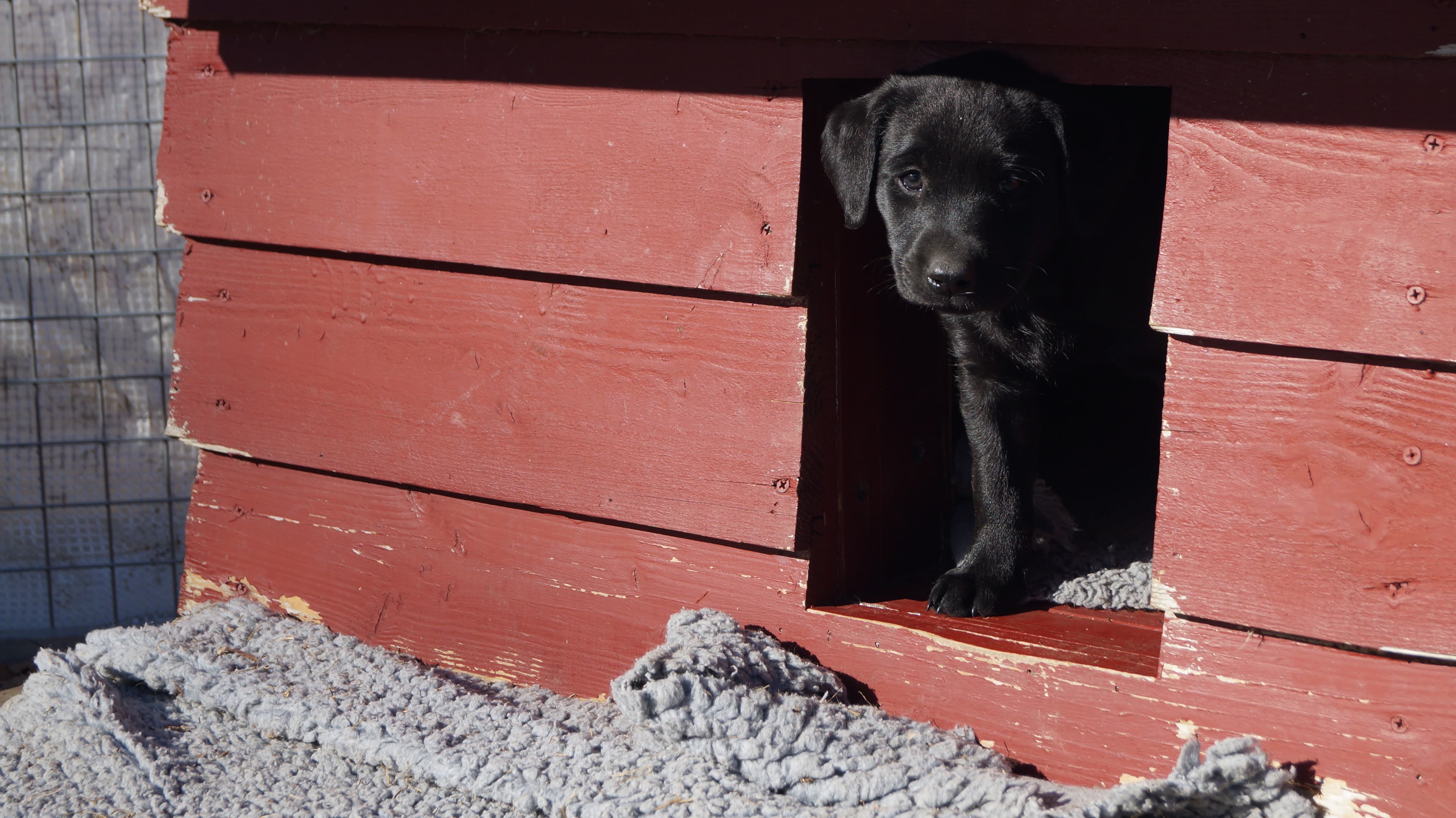 Kennel Soft Rush – Labrador retriever kennelbilde