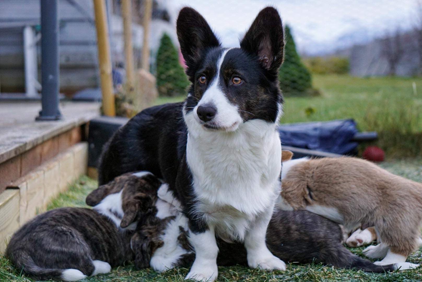 Blaidd Hir – Welsh corgi cardigan kennelbilde