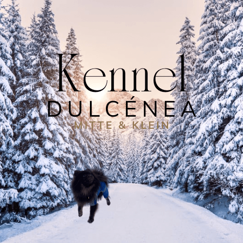 Kennel Dulcénea – Mittelspitz kennelbilde