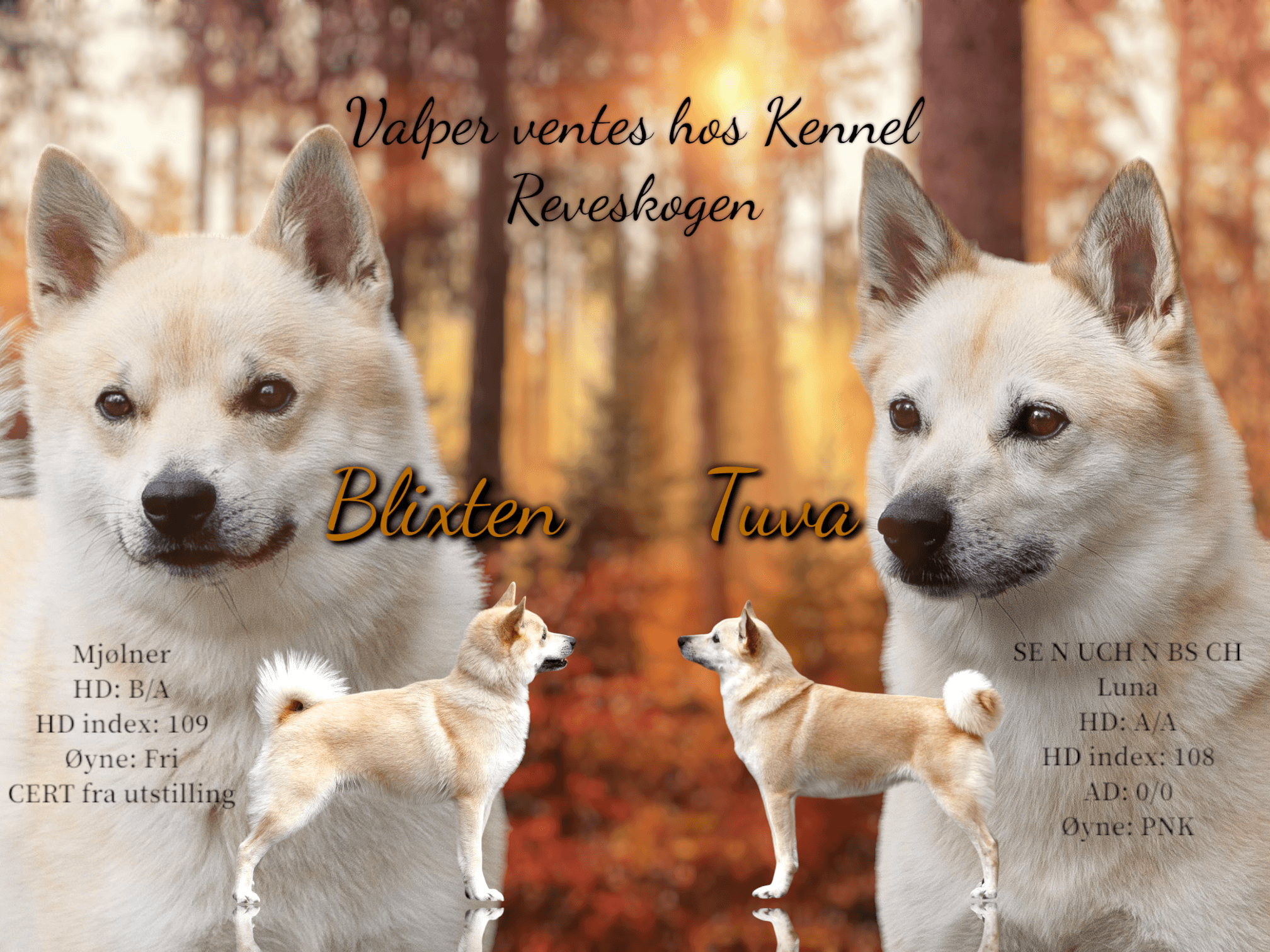 Reveskogen – Norsk buhund kennelbilde