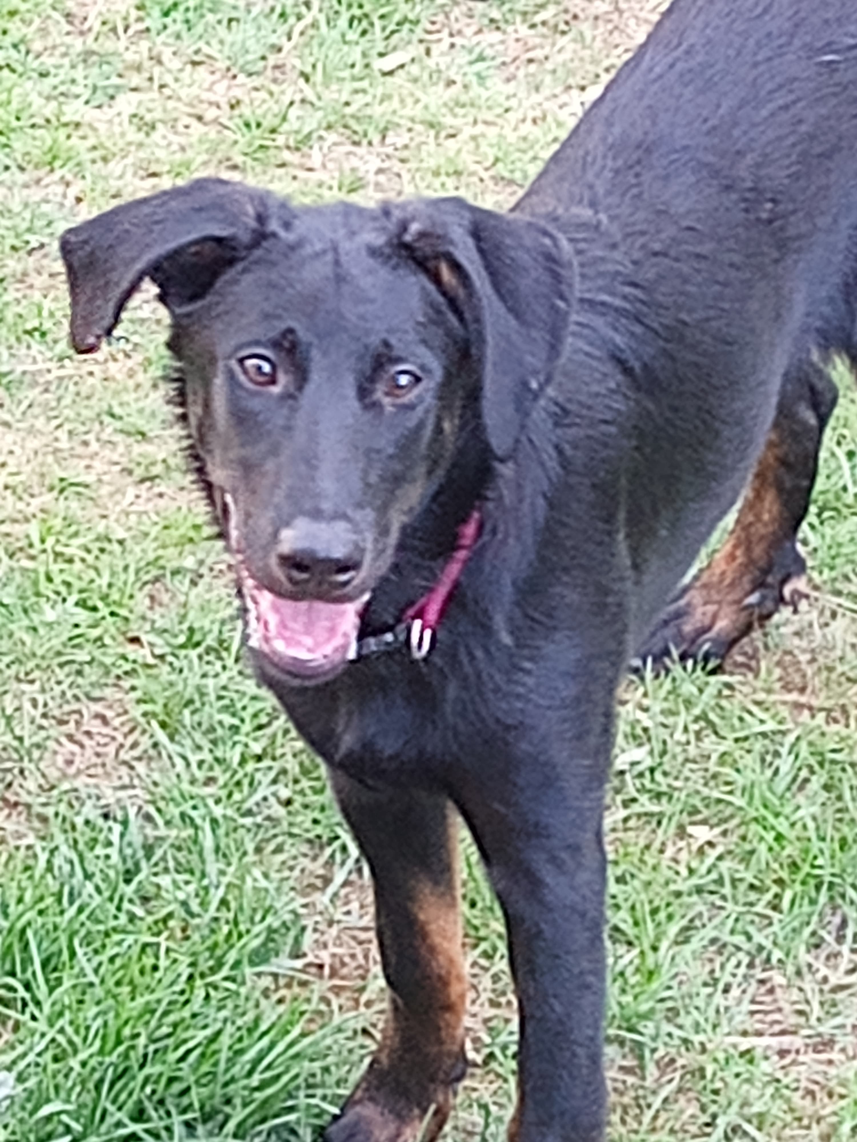 Kennel L'ami du Coeur – Beauceron kennelbilde