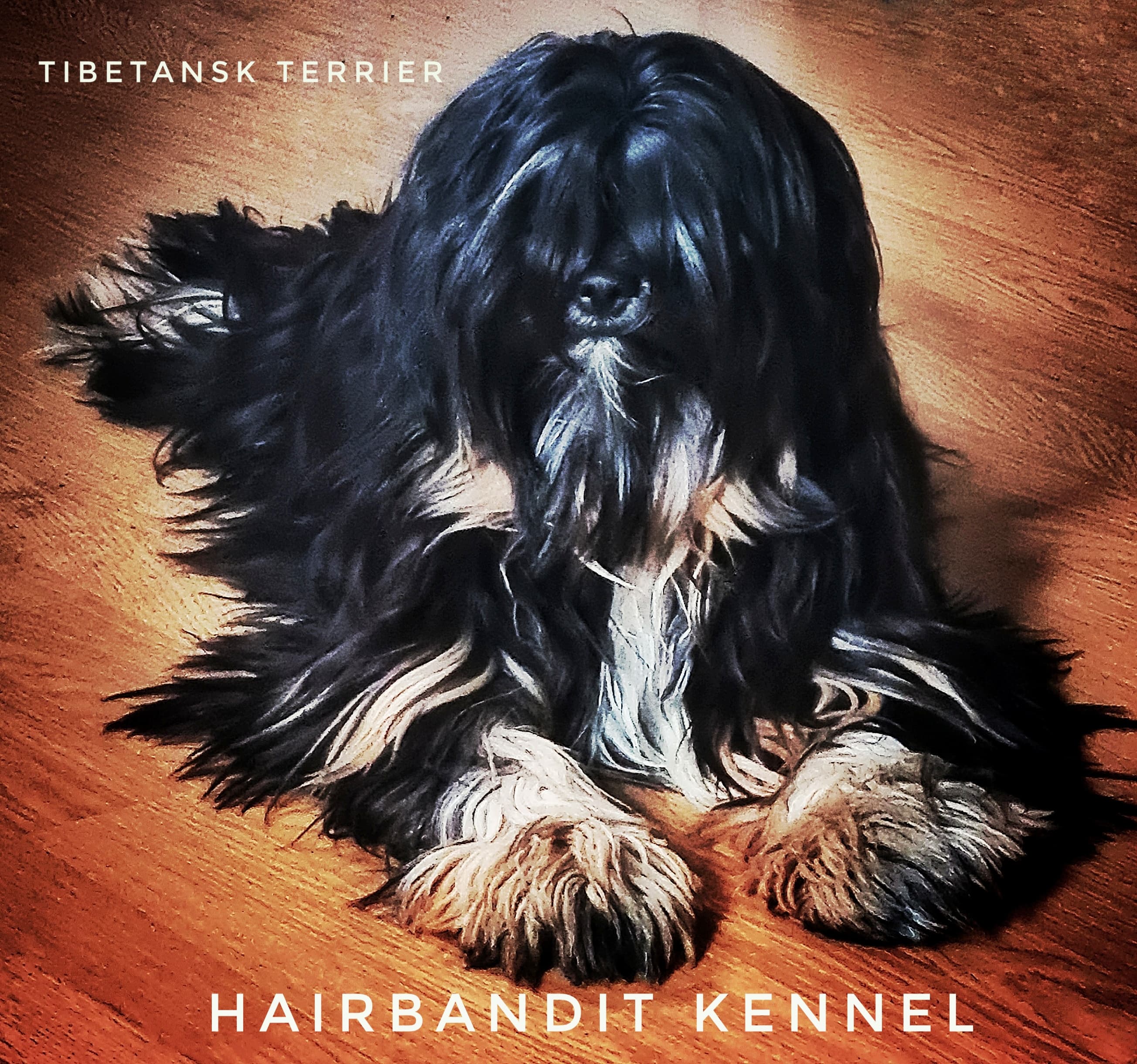 Hairbandit Kennel – Tibetansk terrier kennelbilde