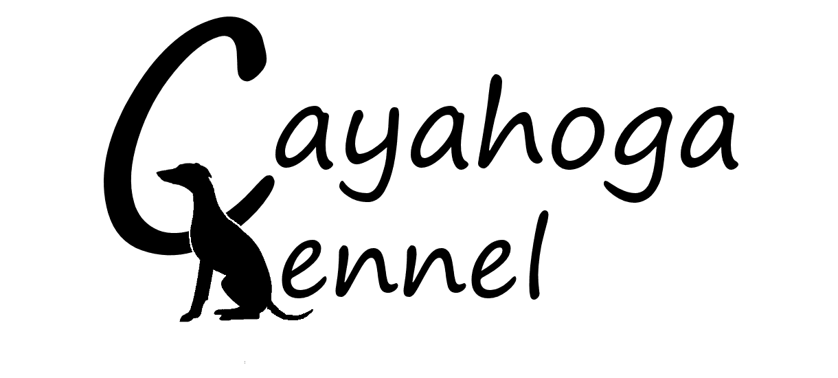 Cayahoga – Whippet kennelbilde