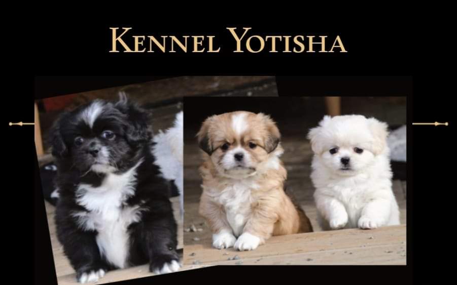 Yotisha – Tibetansk spaniel kennelbilde