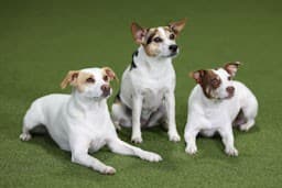 Kennel Bjørneng – Dansk-svensk gårdshund kennelbilde
