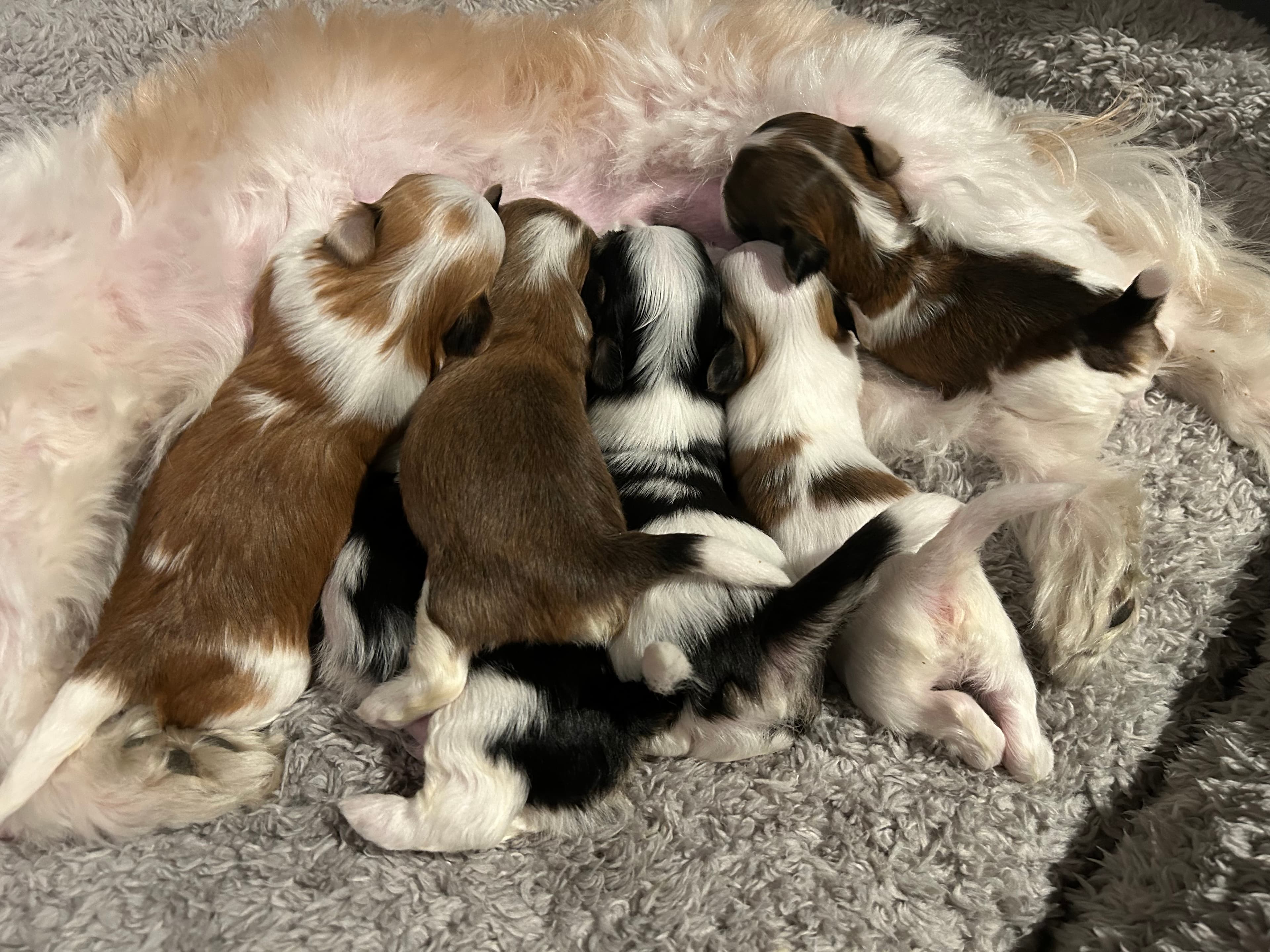 Silke-engler – Bichon havanais kennelbilde