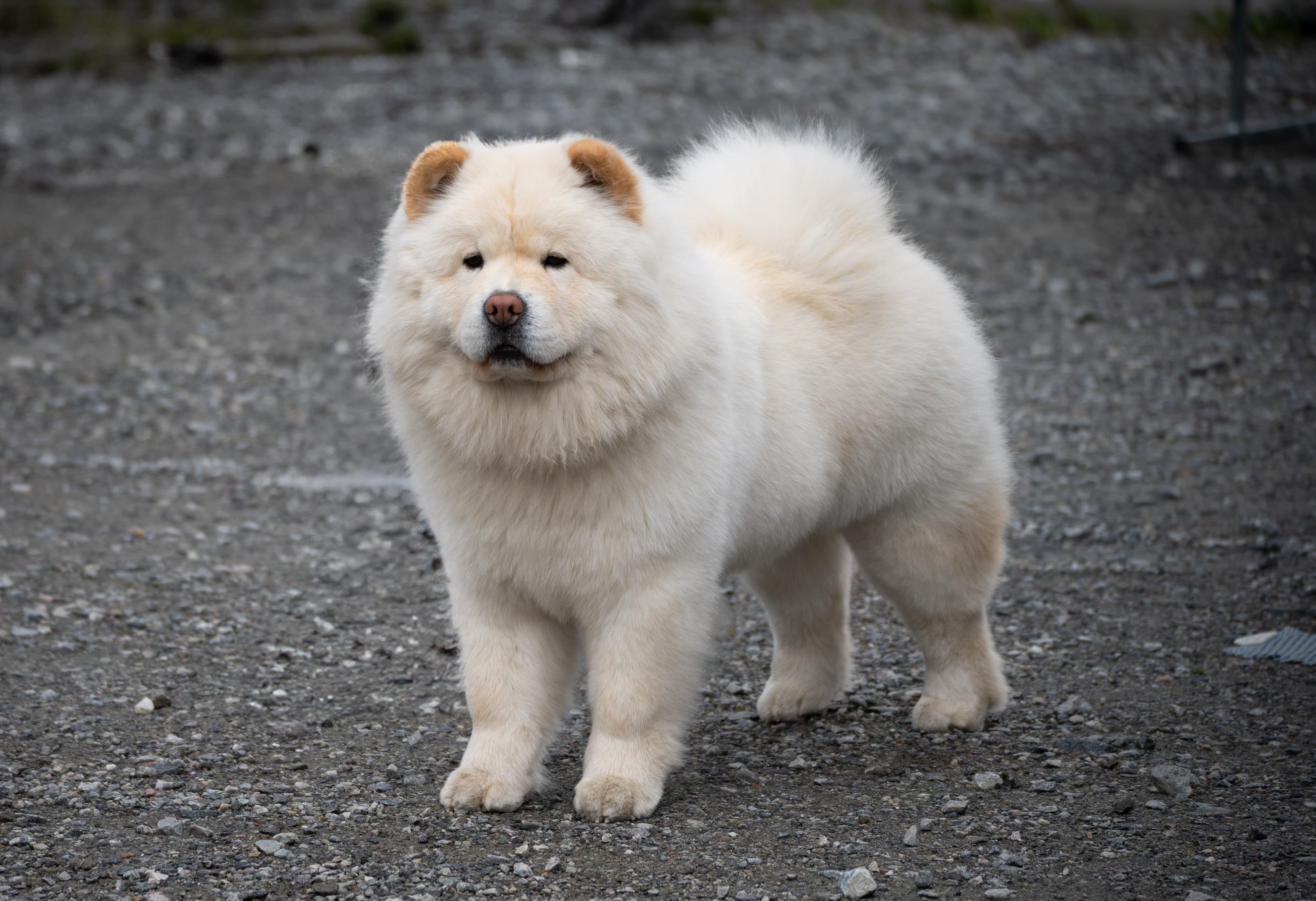 Vendella dream – Chow chow kennelbilde