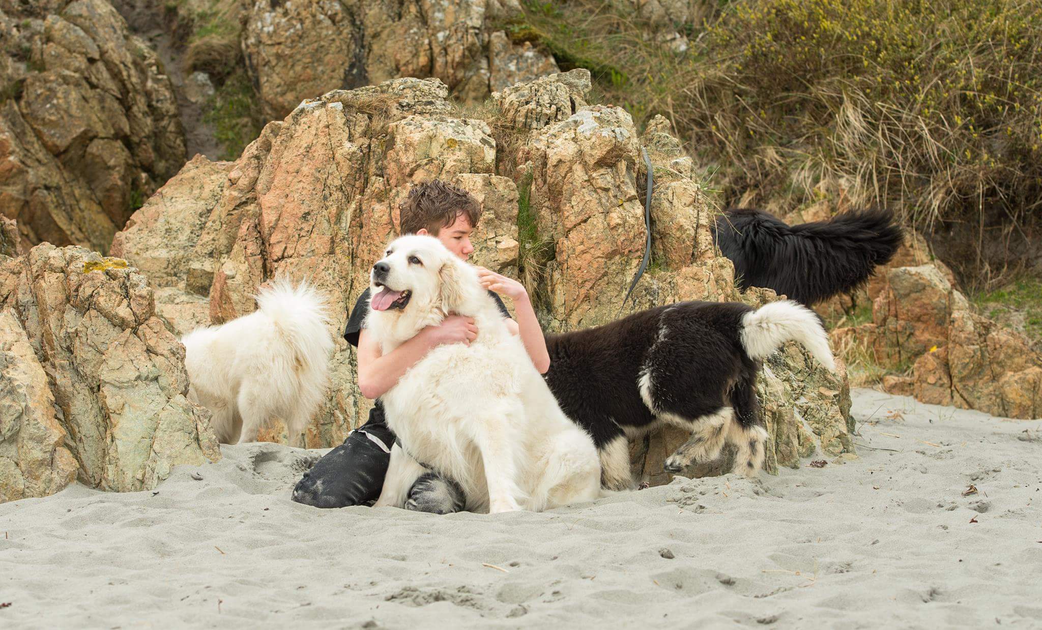 Nordic HappyTails – Japansk spisshund kennelbilde
