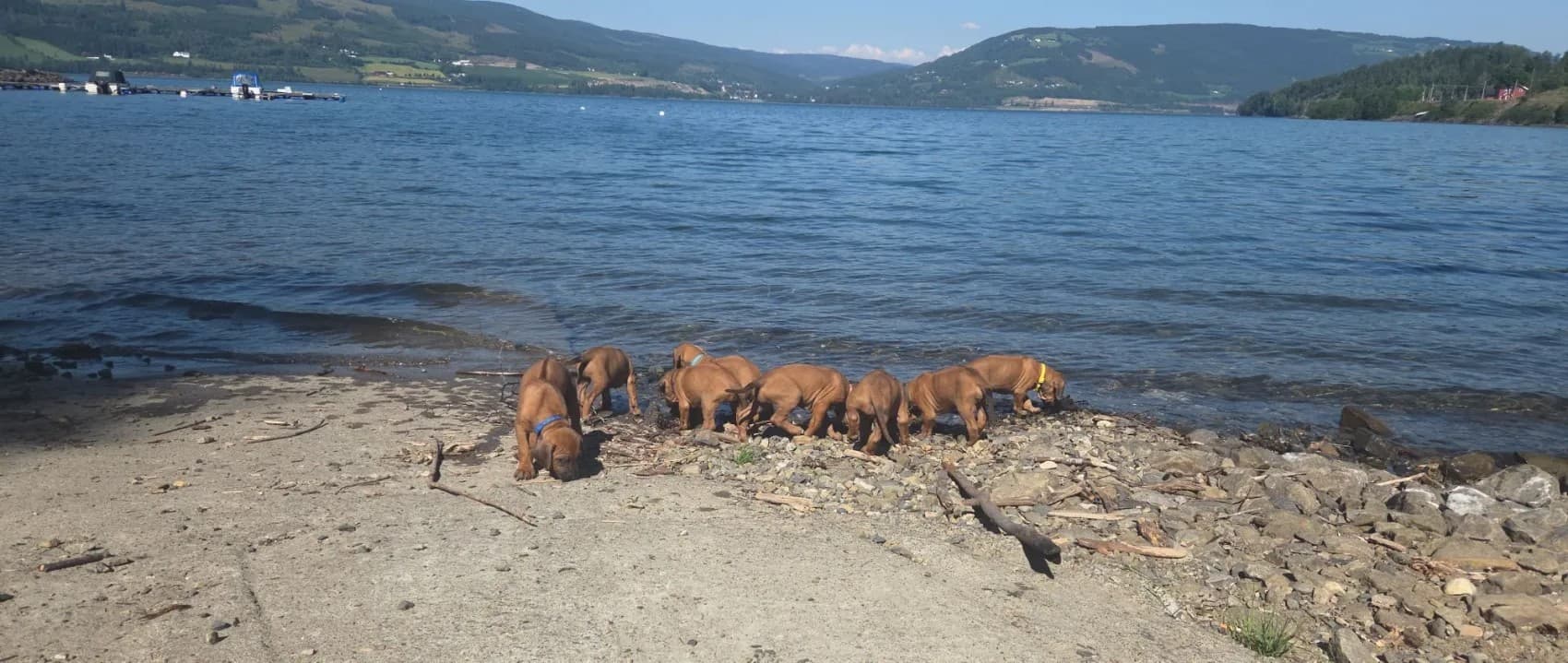Makaita – Rhodesian ridgeback kennelbilde