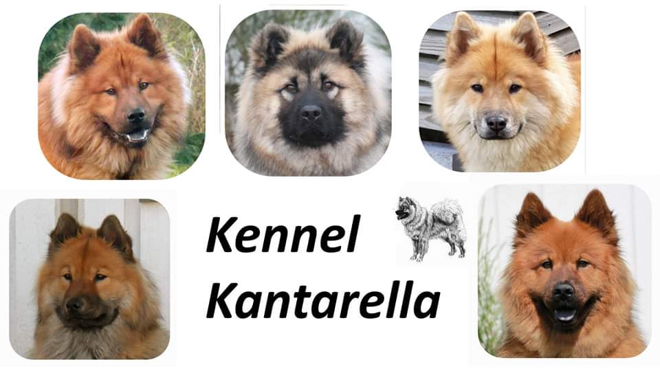Kennel Kantarella – Eurasier kennelbilde