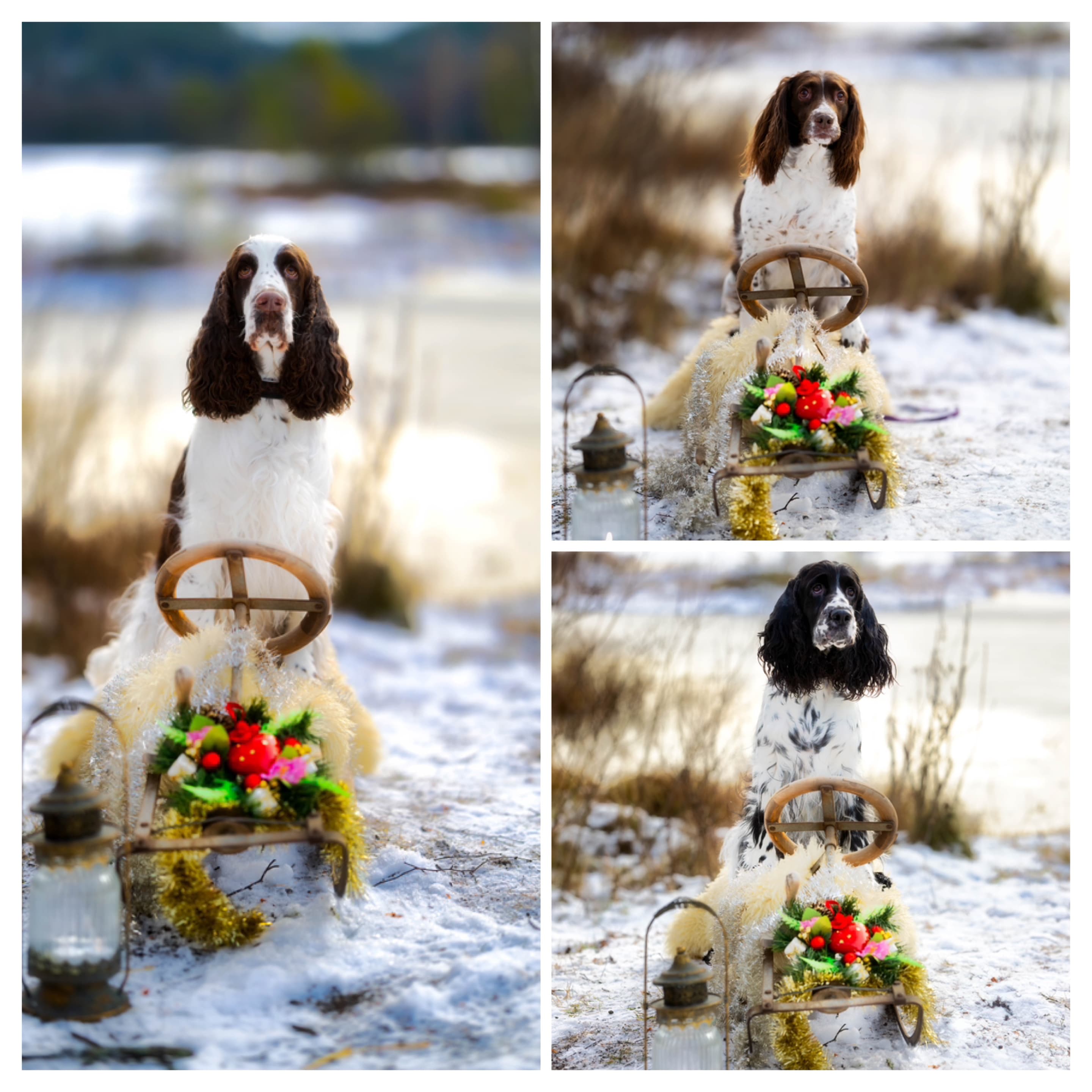 Snitmyra – Engelsk springer spaniel kennelbilde