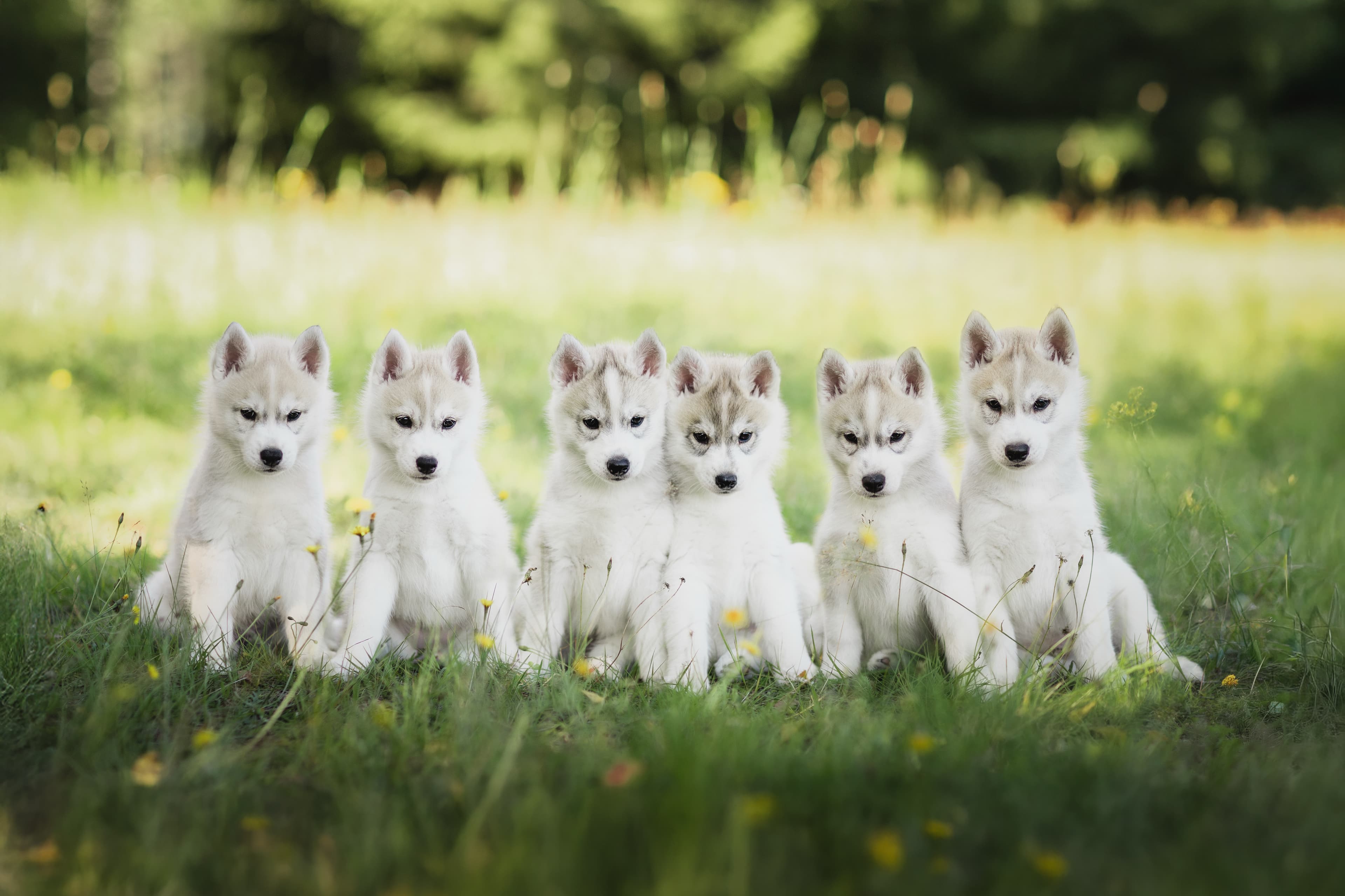 . – Siberian husky kennelbilde